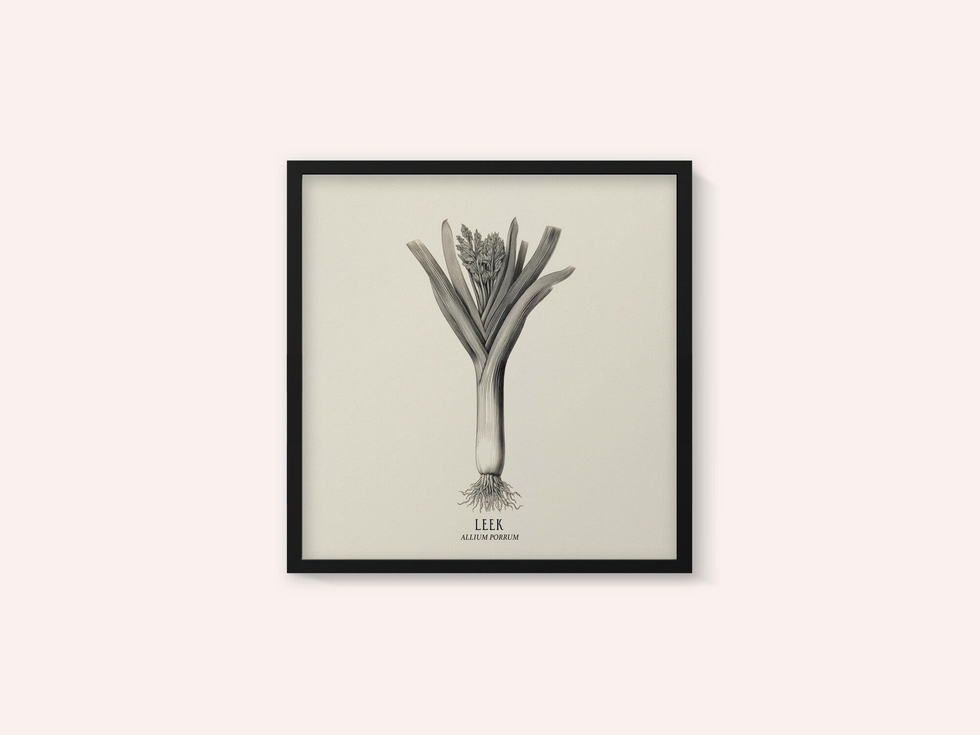 Vintage Vegetables - Leek