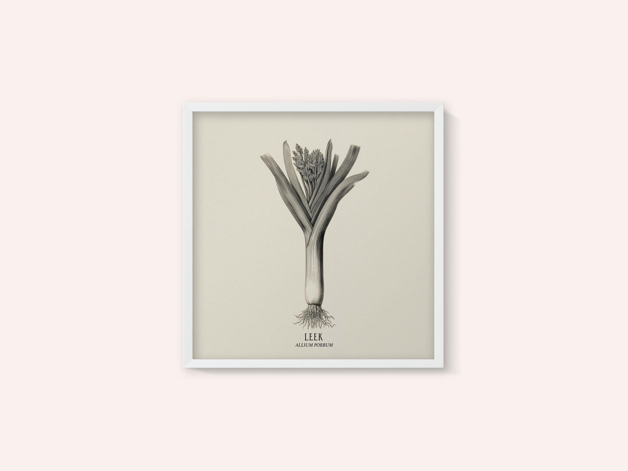 Vintage Vegetables - Leek