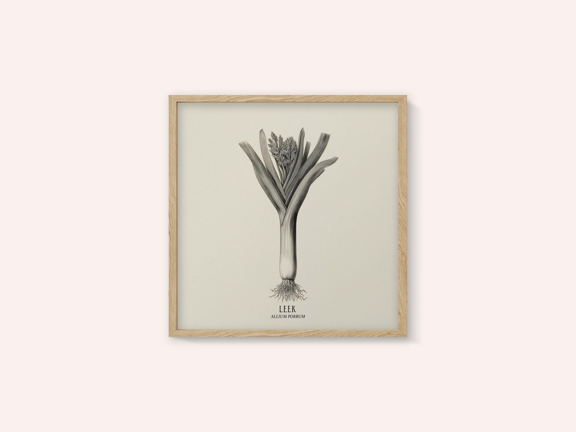 Vintage Vegetables - Leek