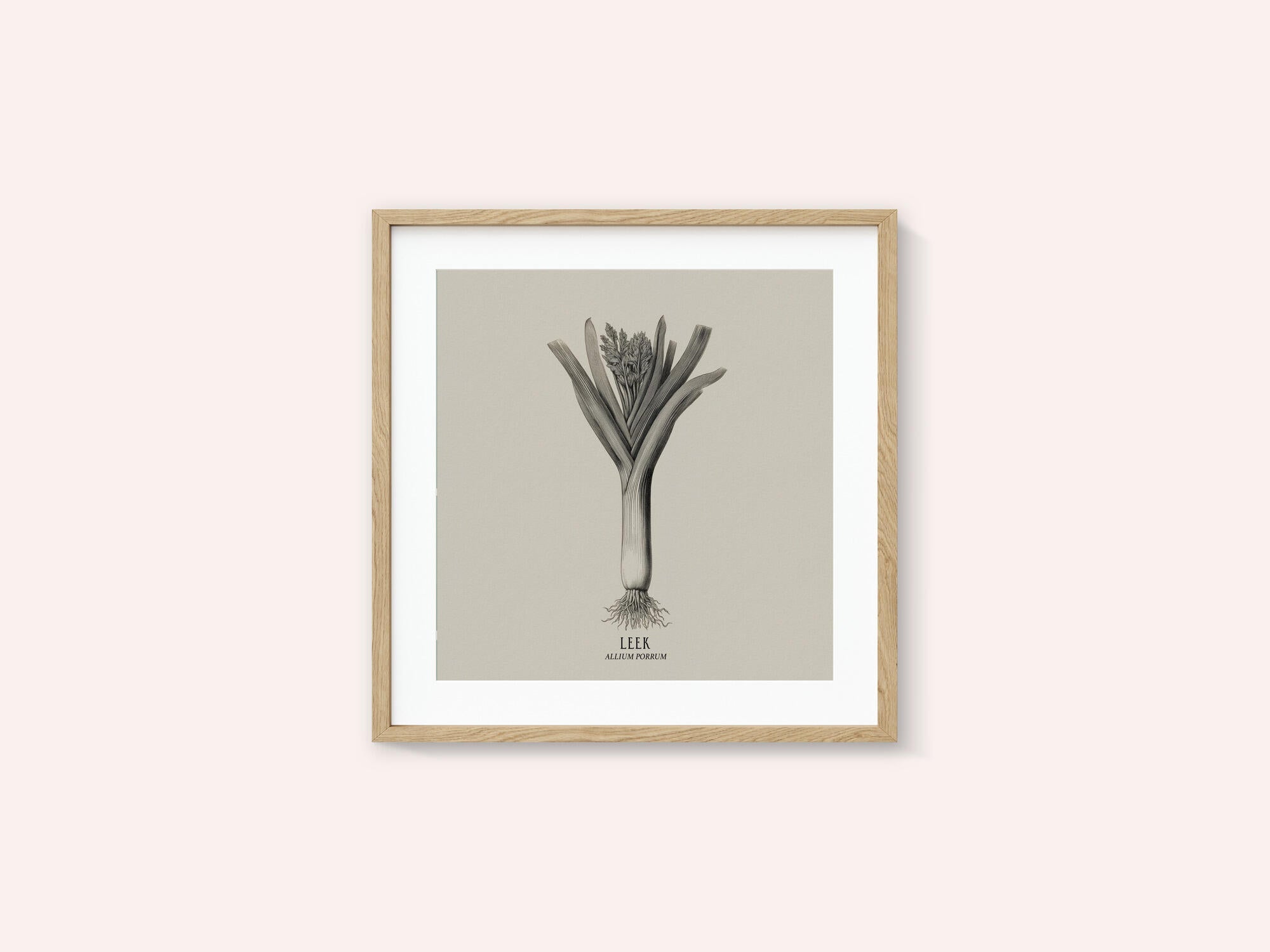 Vintage Vegetables - Leek