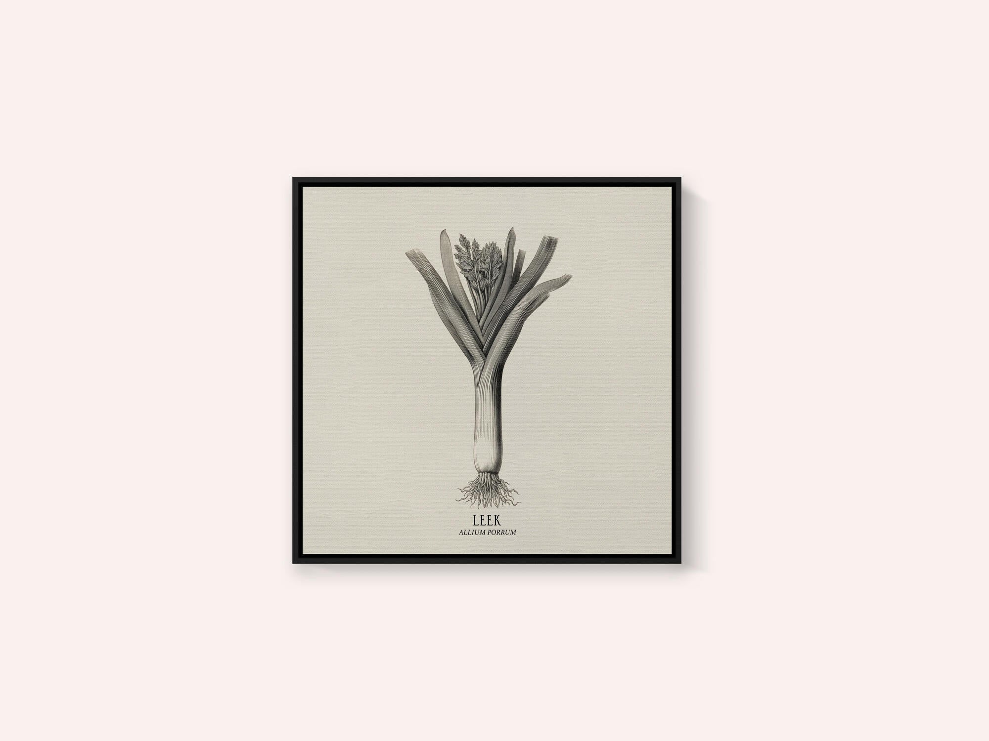 Vintage Vegetables - Leek
