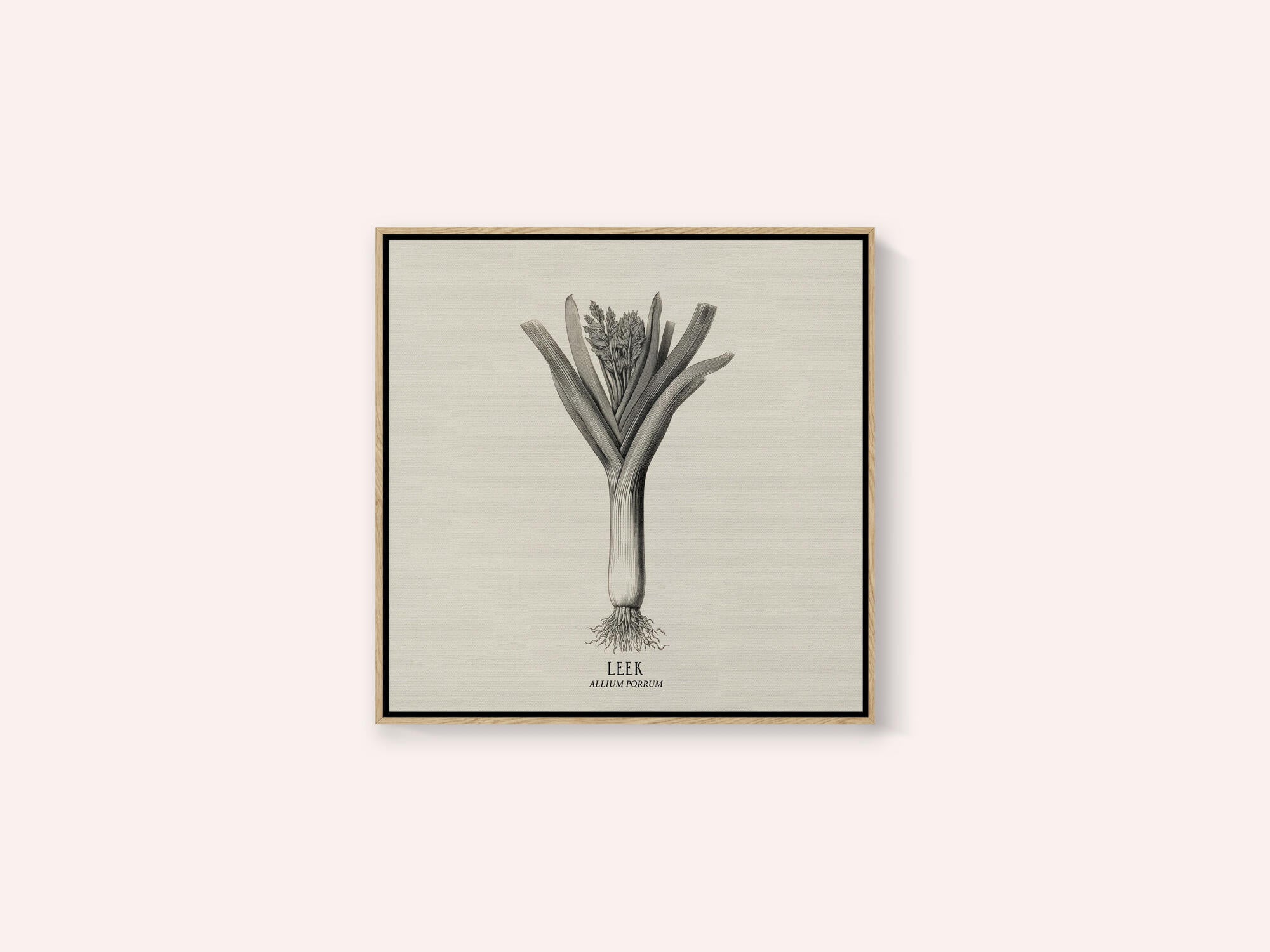 Vintage Vegetables - Leek