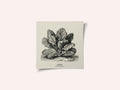 Vintage Vegetables - Spinach