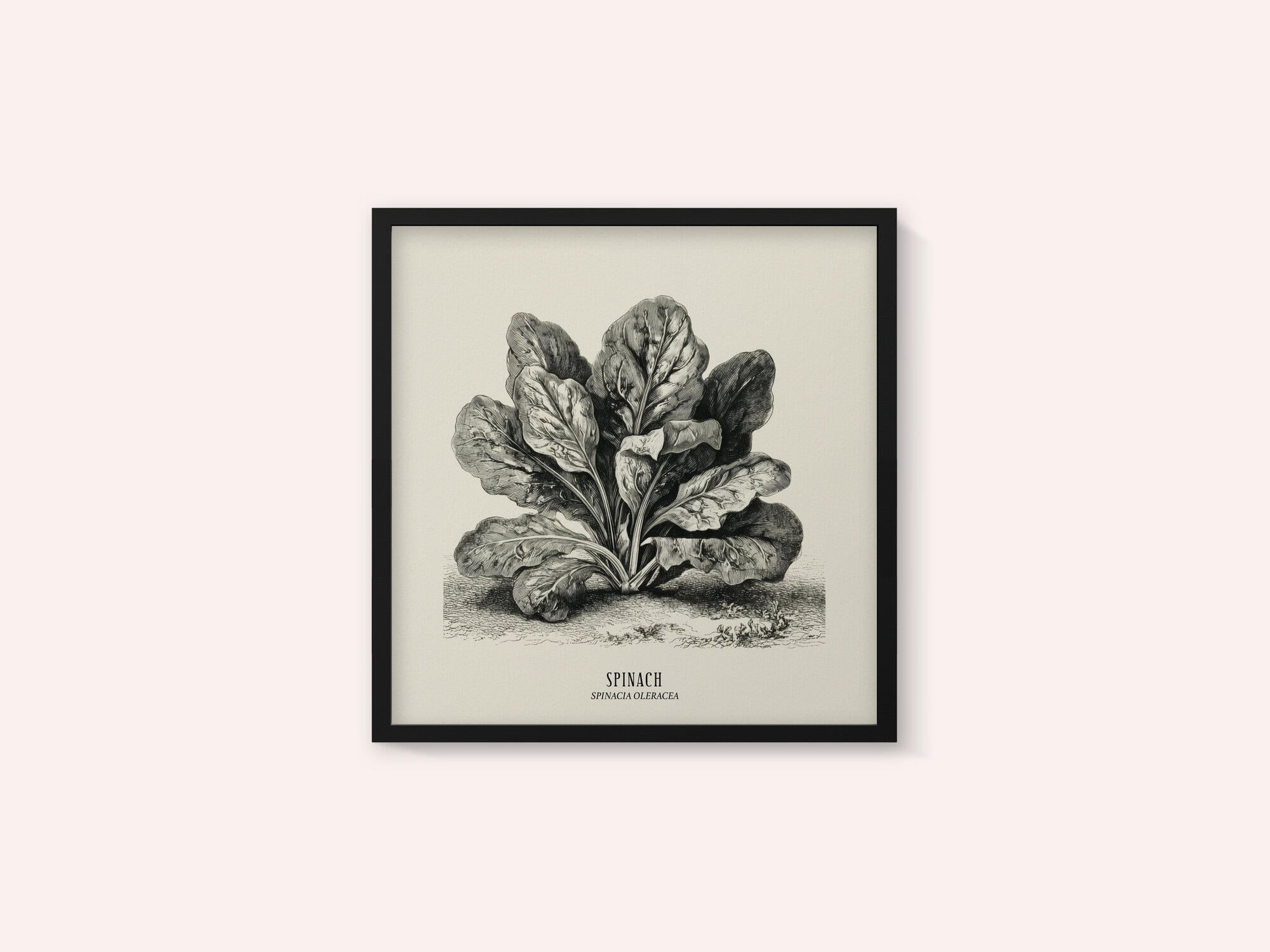 Vintage Vegetables - Spinach