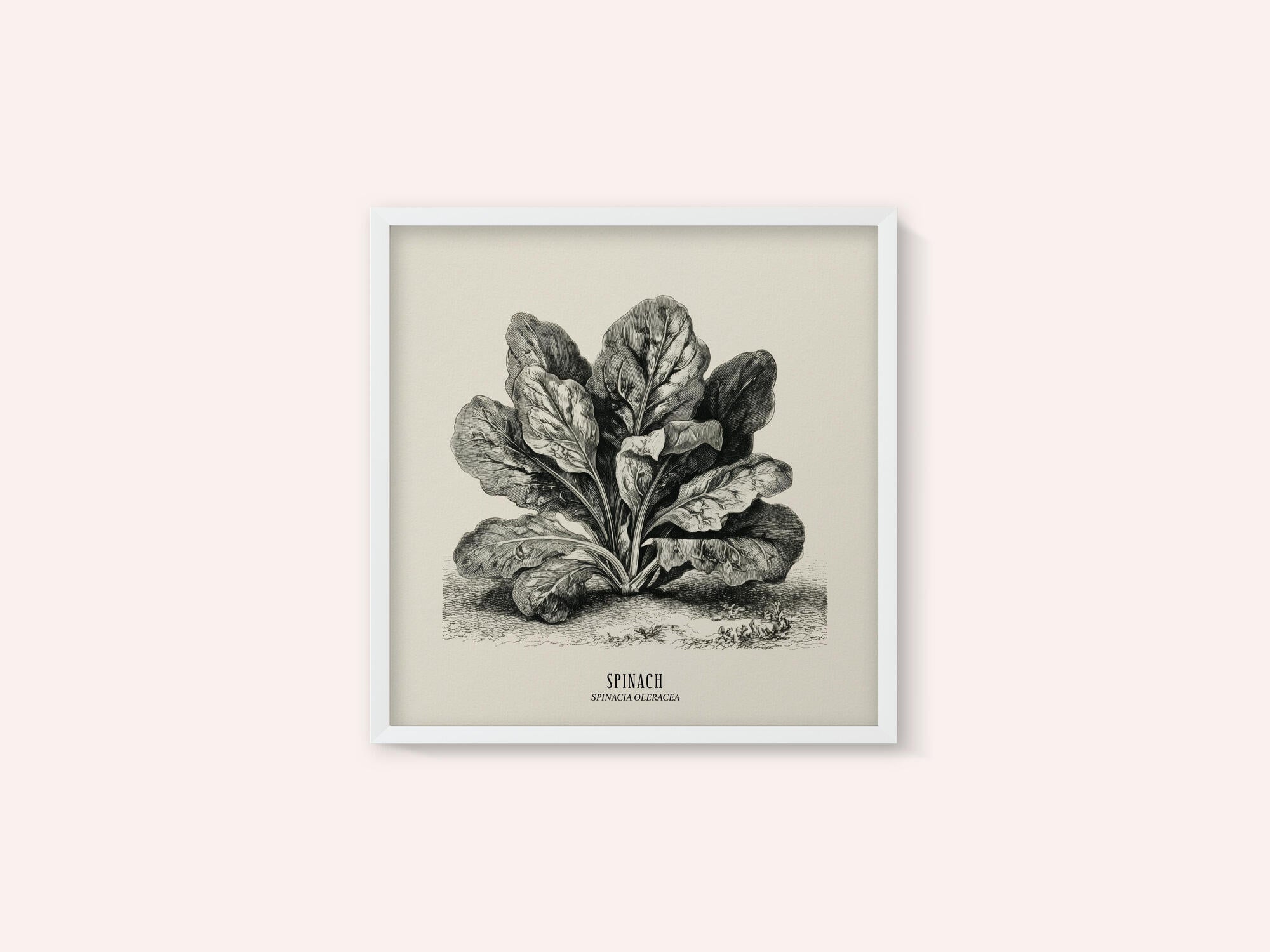 Vintage Vegetables - Spinach