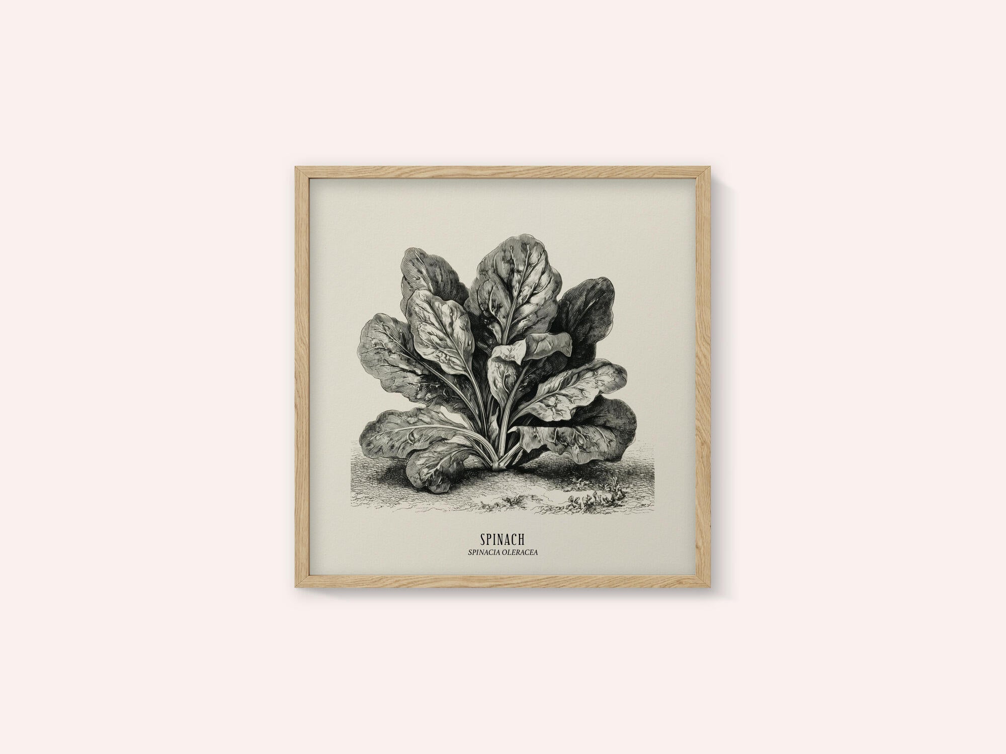 Vintage Vegetables - Spinach