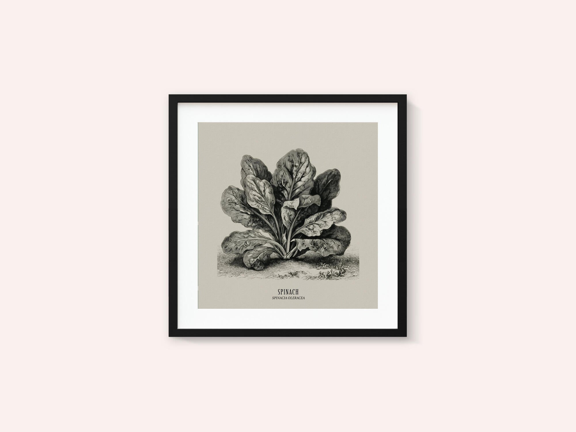 Vintage Vegetables - Spinach