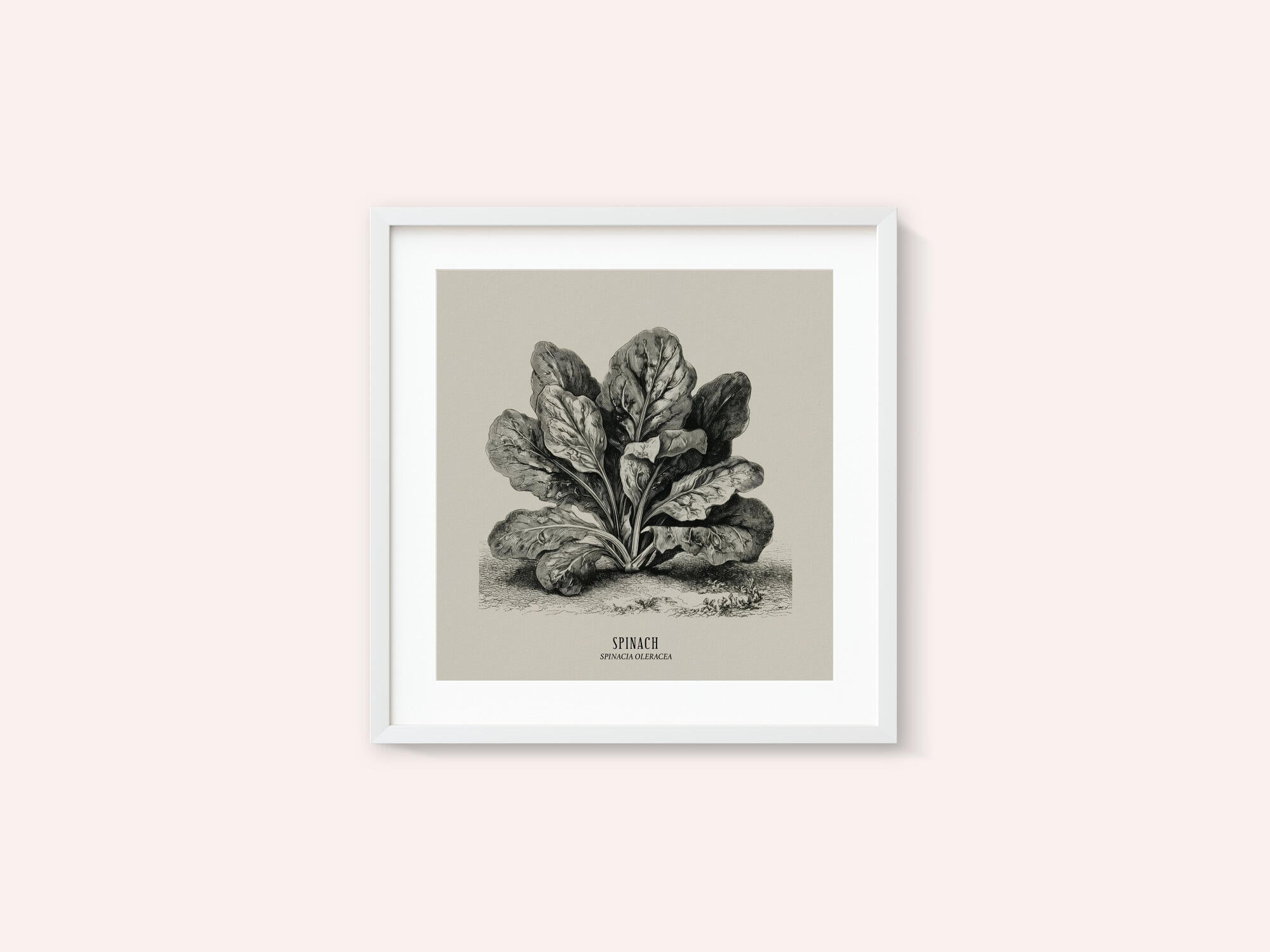 Vintage Vegetables - Spinach