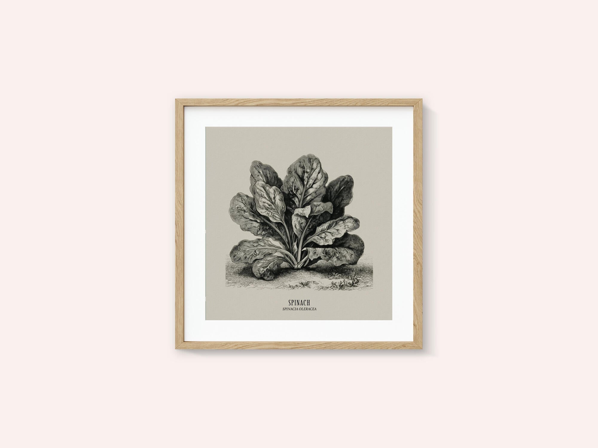 Vintage Vegetables - Spinach