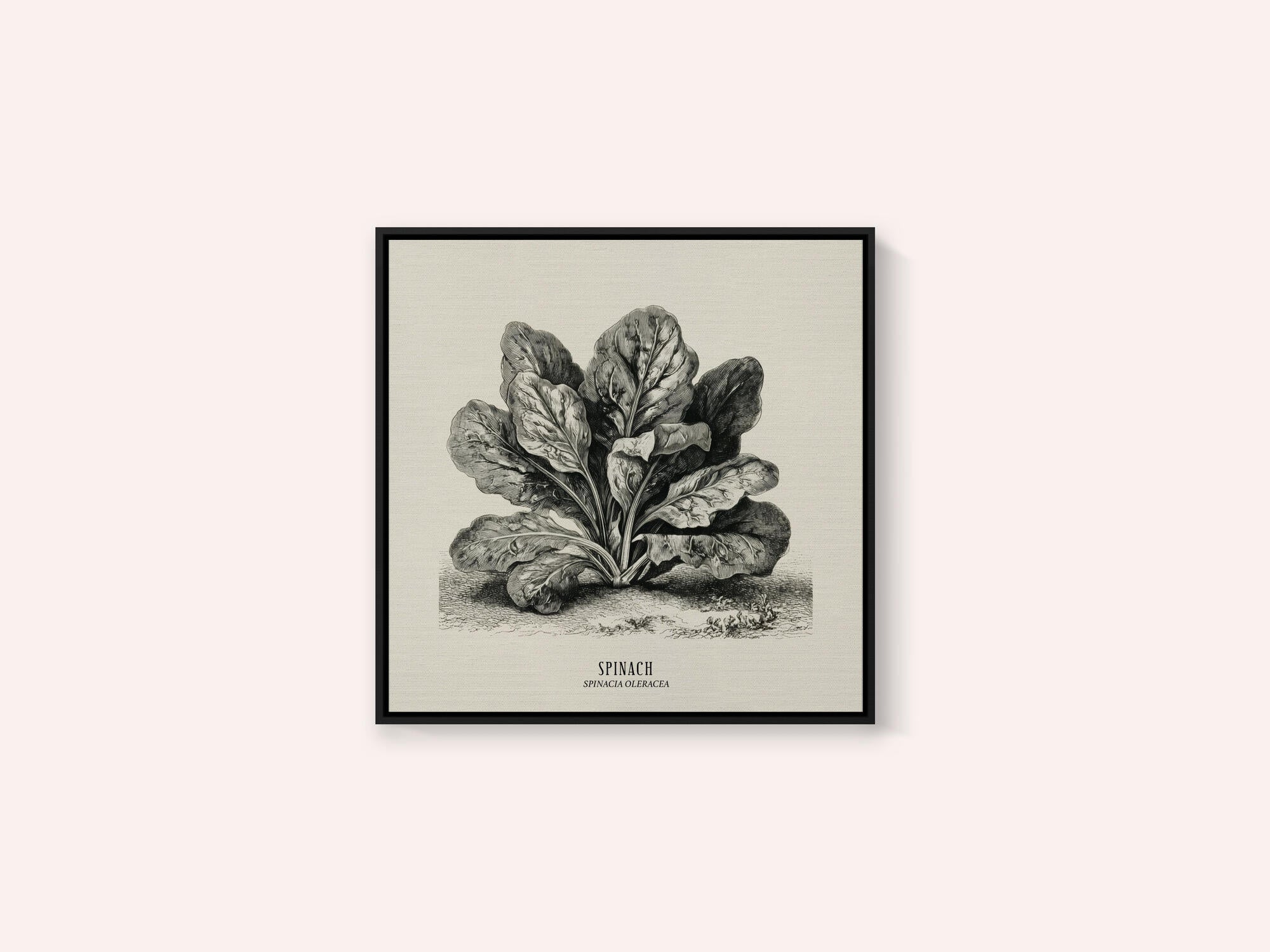 Vintage Vegetables - Spinach