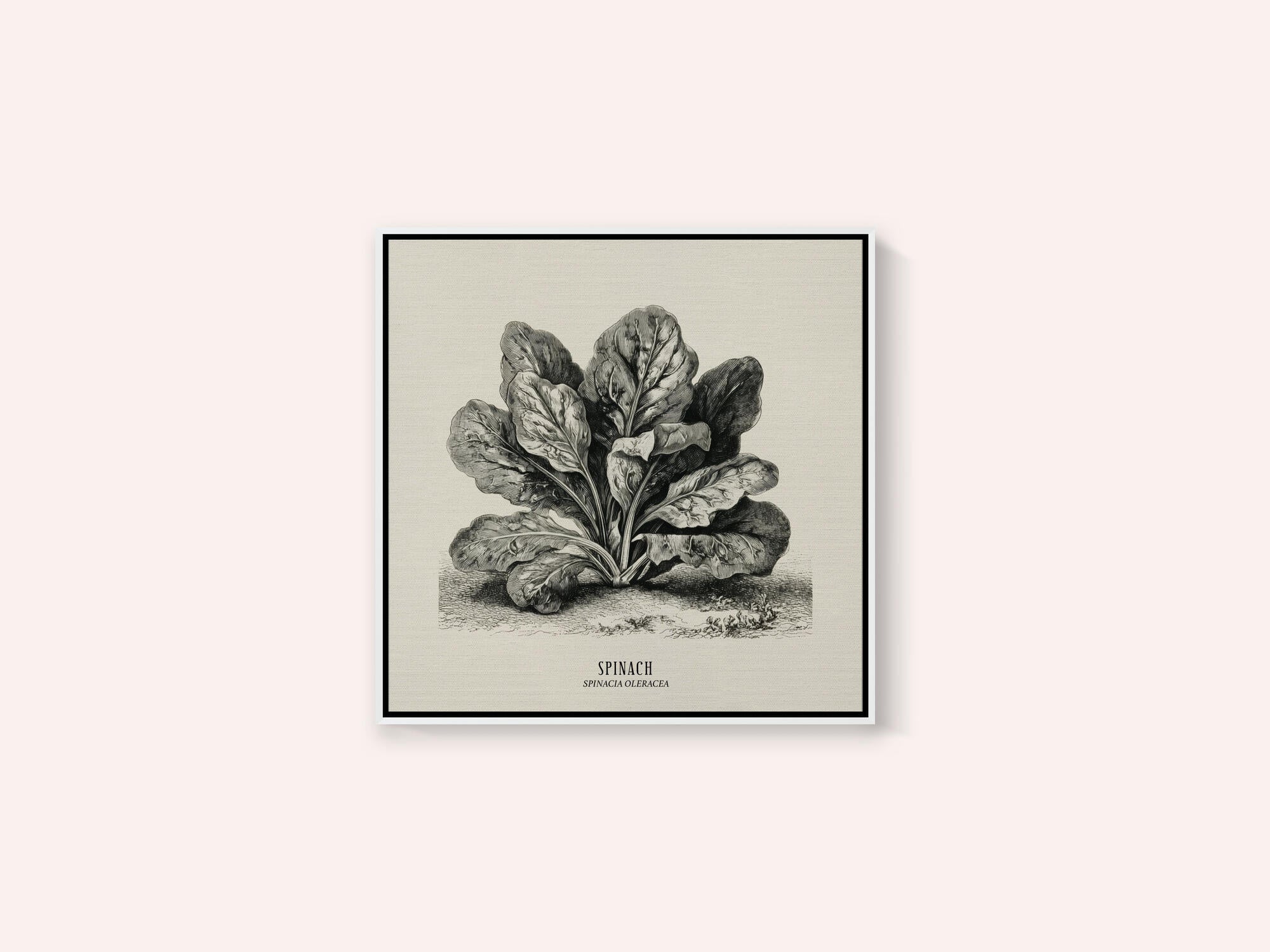 Vintage Vegetables - Spinach