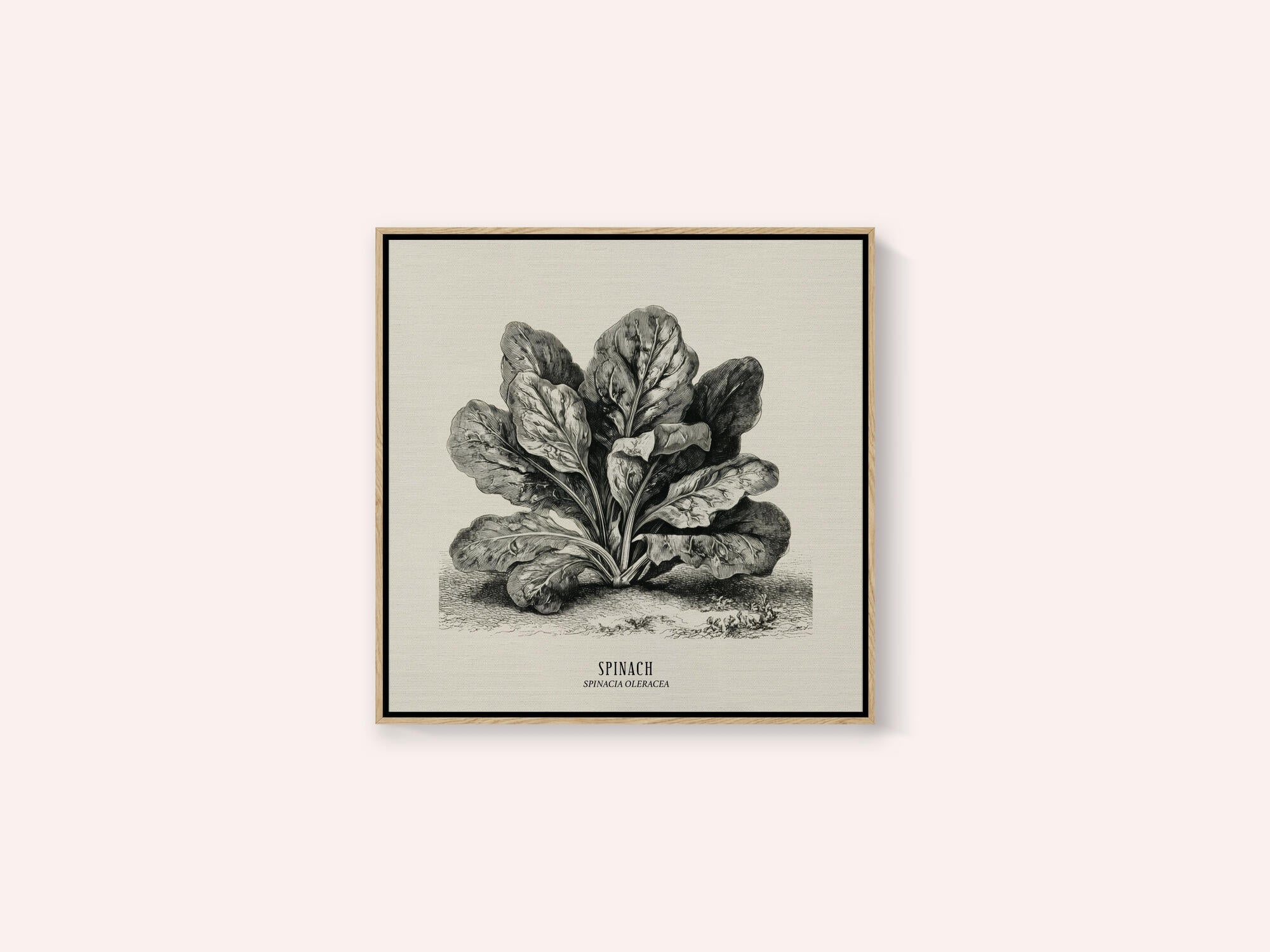 Vintage Vegetables - Spinach