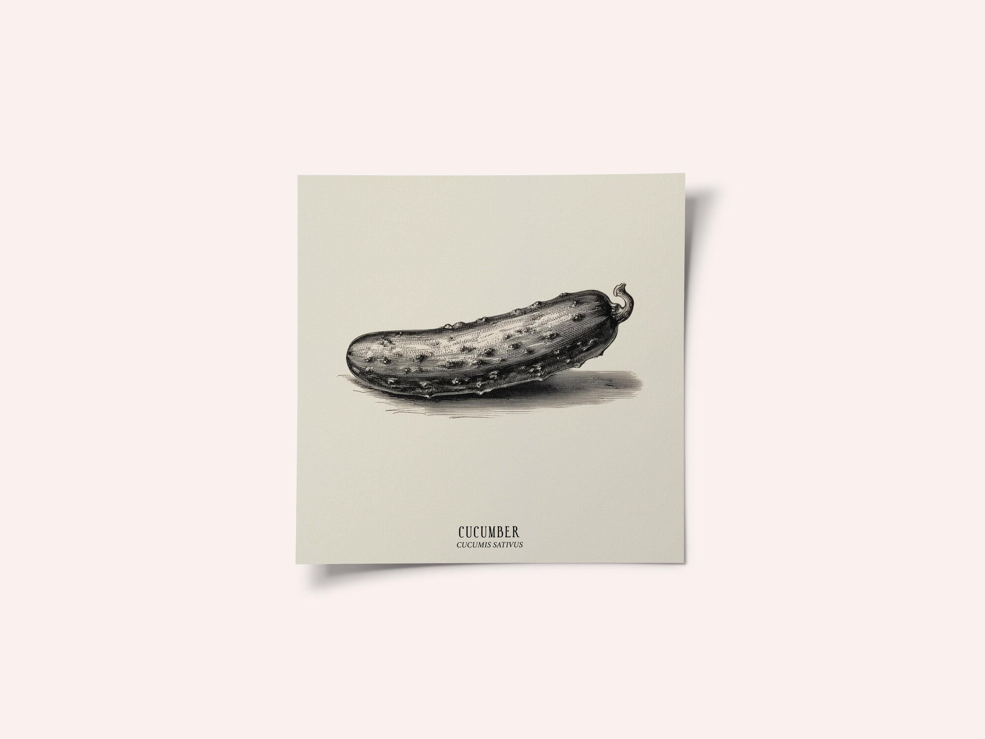 Vintage Vegetables - Cucumber