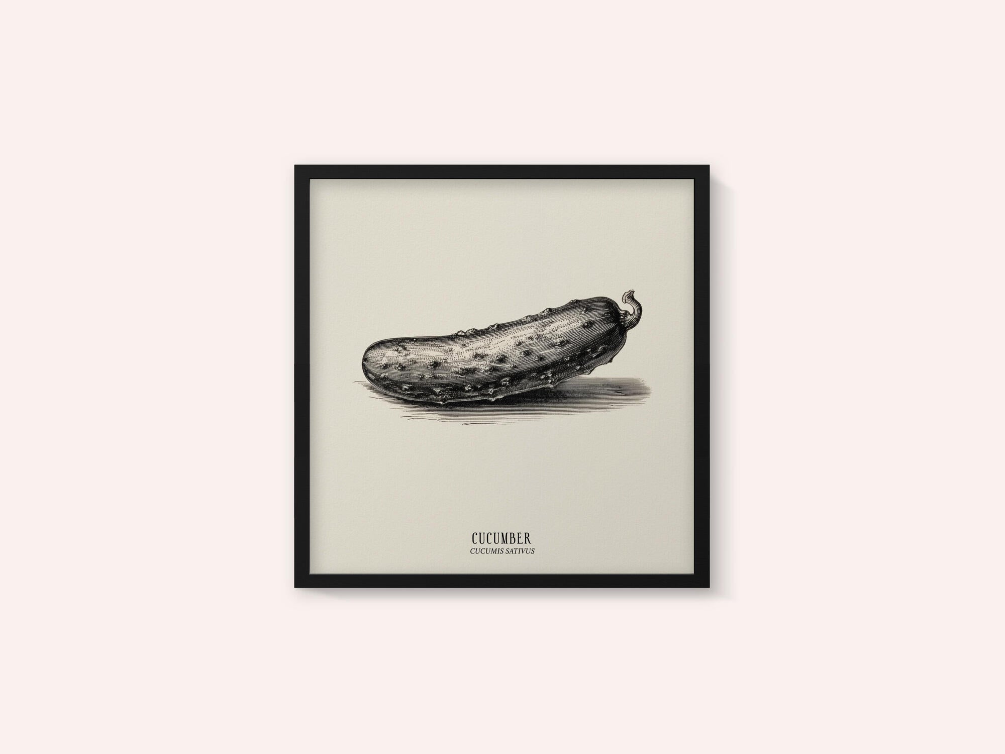 Vintage Vegetables - Cucumber