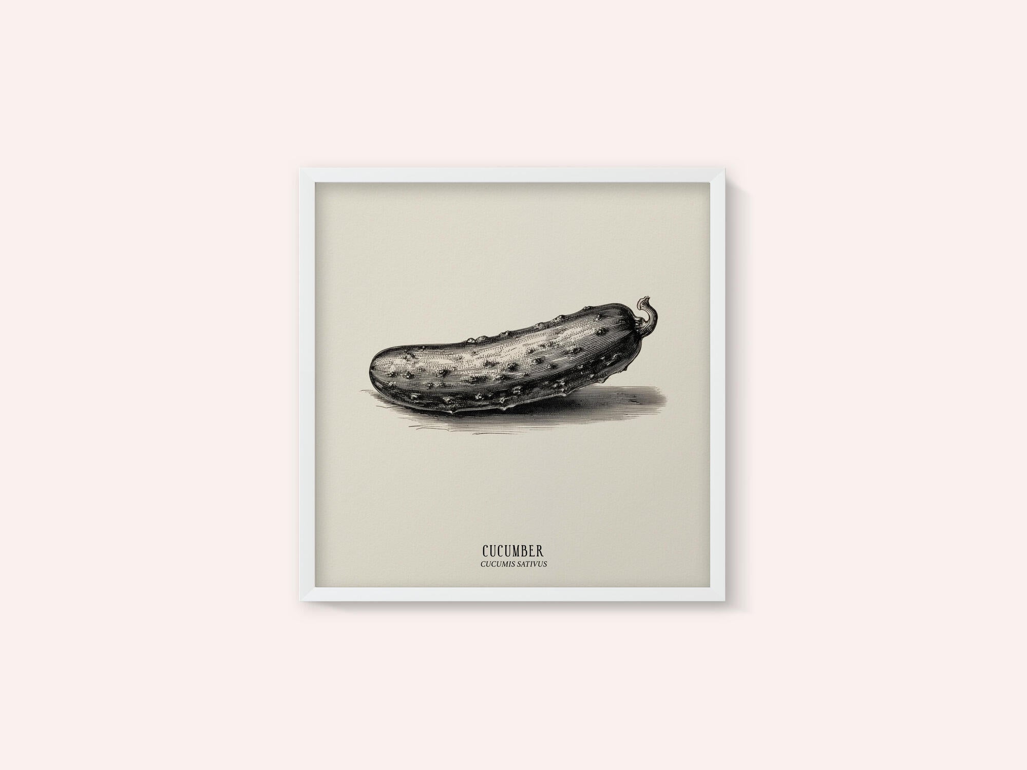 Vintage Vegetables - Cucumber