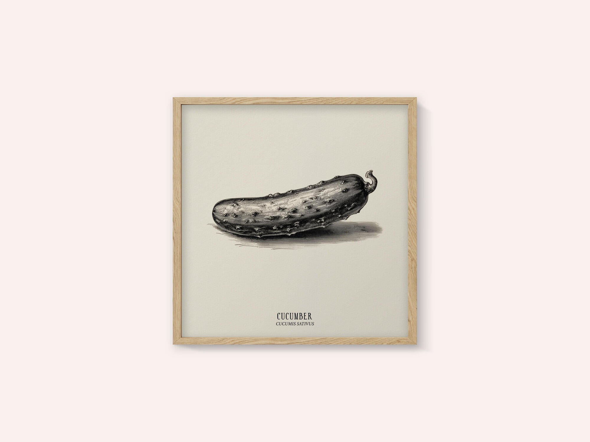 Vintage Vegetables - Cucumber