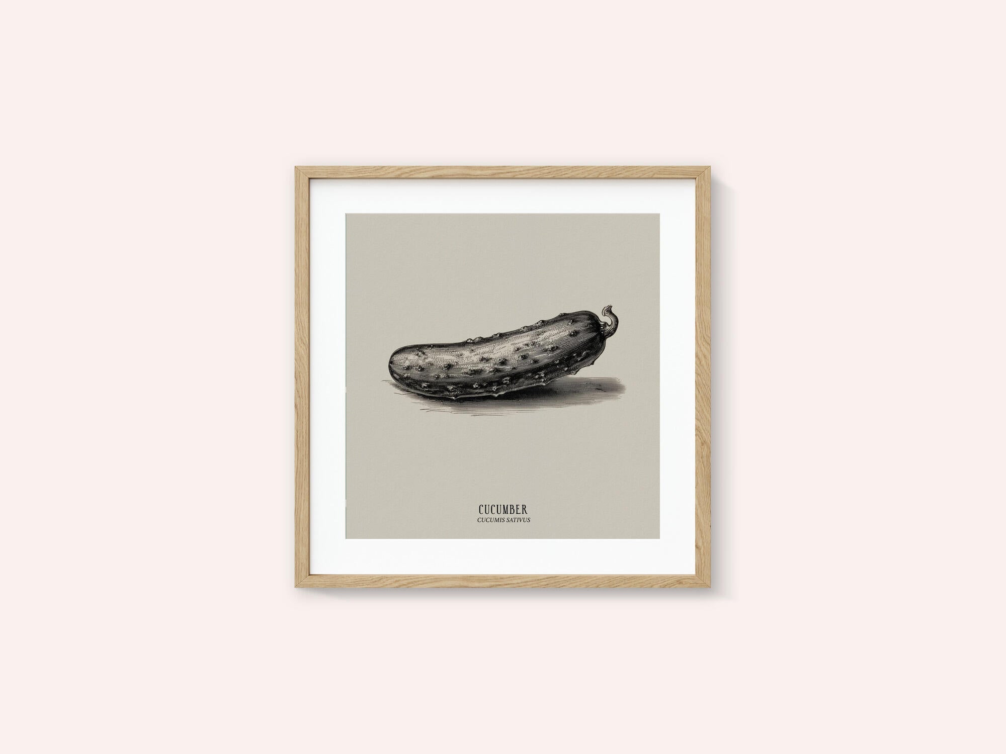Vintage Vegetables - Cucumber