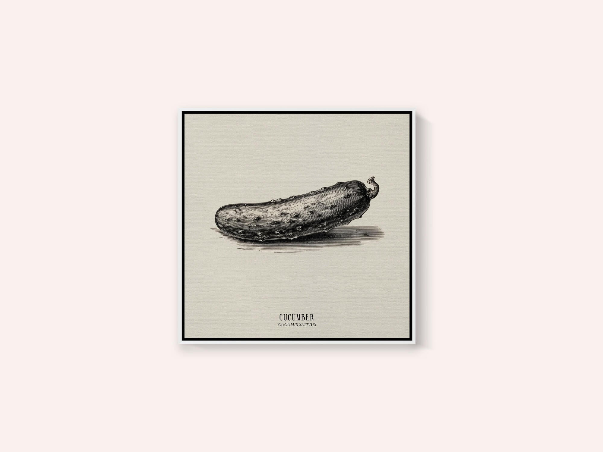 Vintage Vegetables - Cucumber