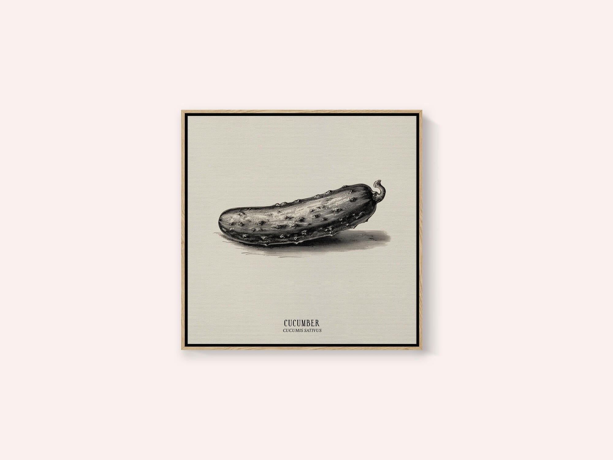 Vintage Vegetables - Cucumber