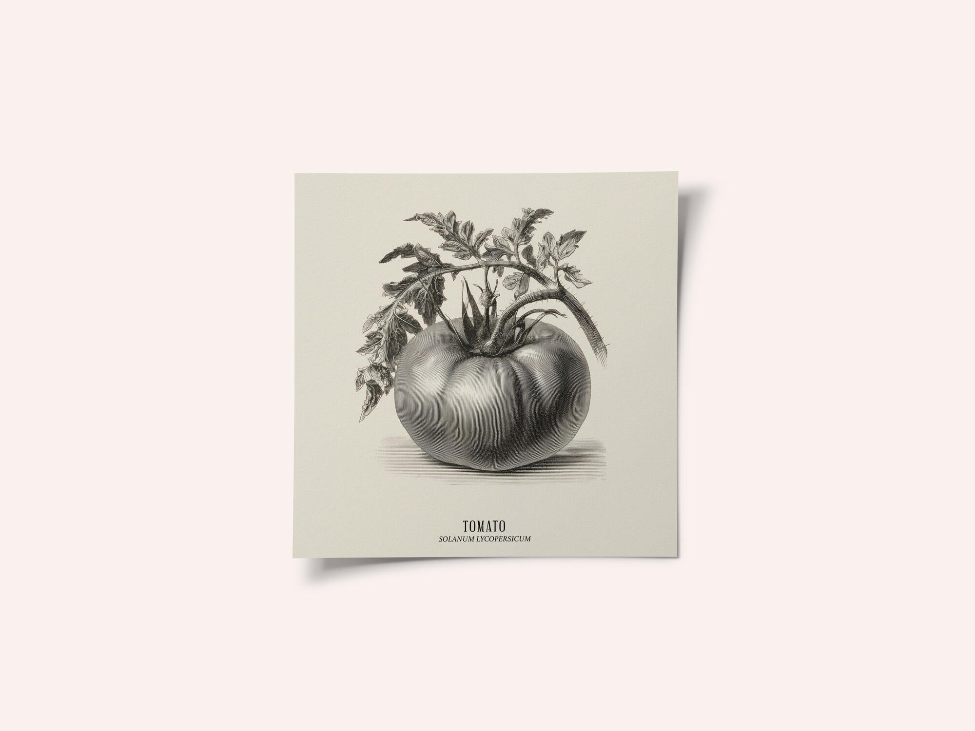 Vintage Vegetables - Tomato