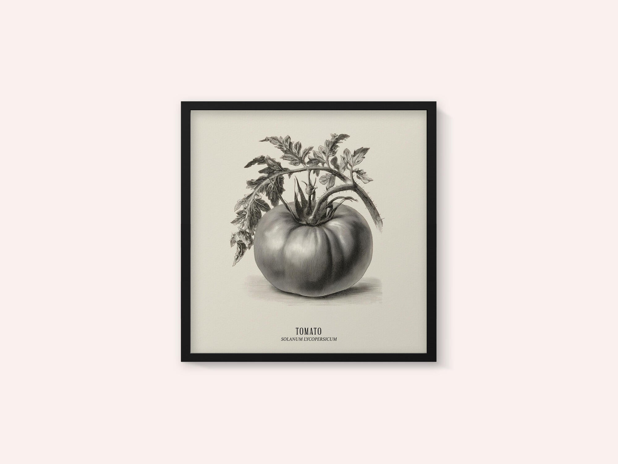 Vintage Vegetables - Tomato