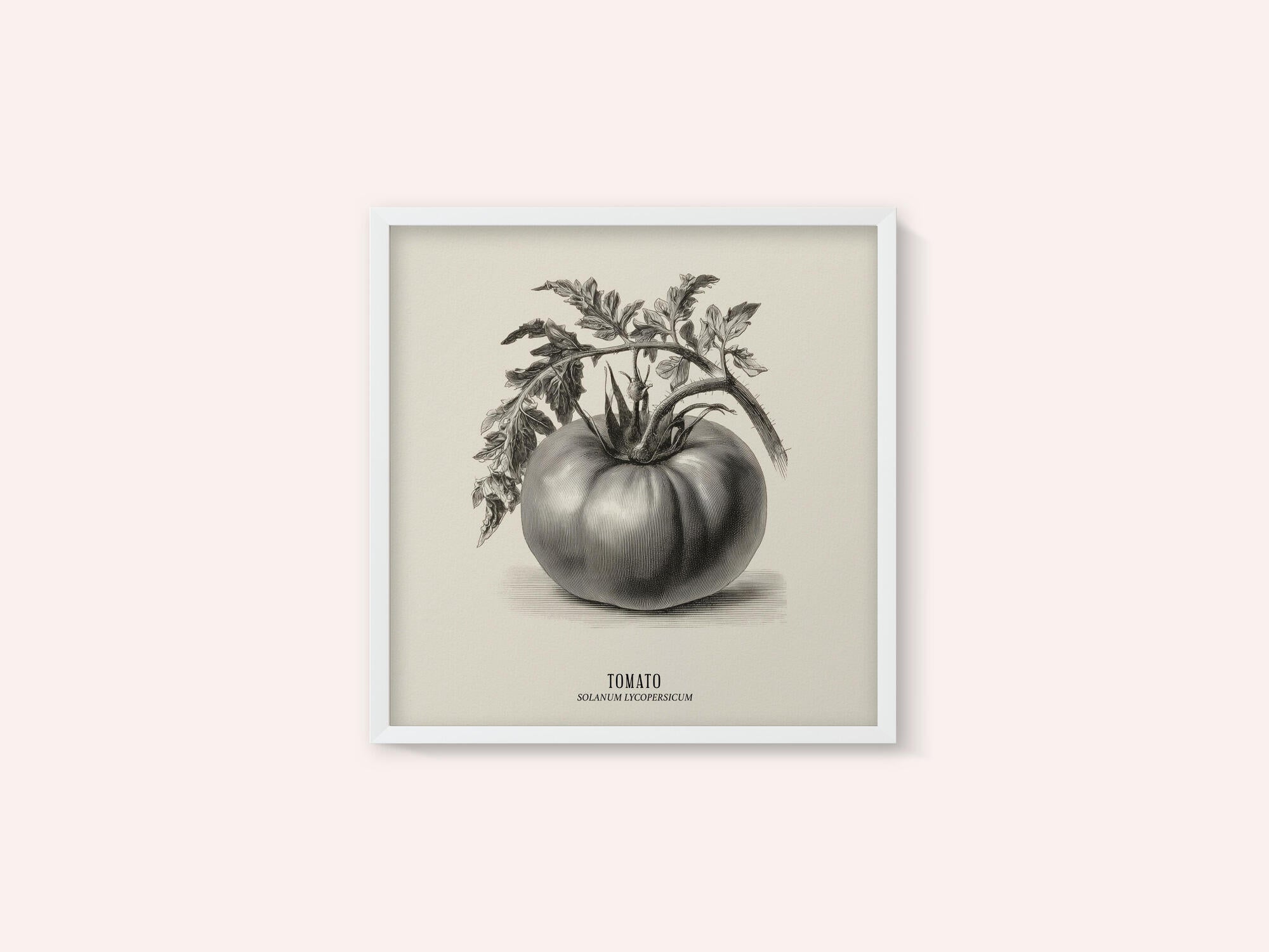 Vintage Vegetables - Tomato