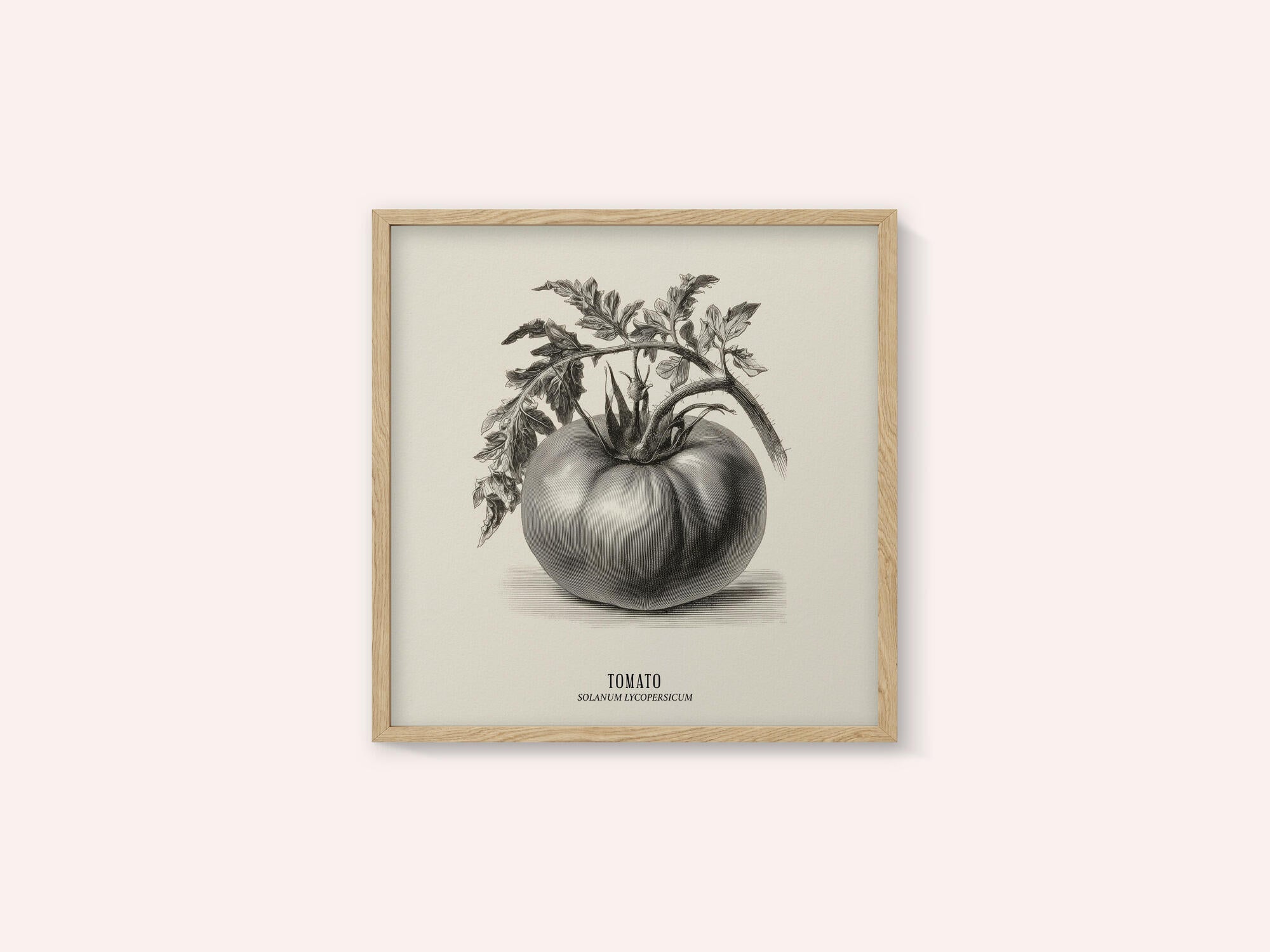 Vintage Vegetables - Tomato