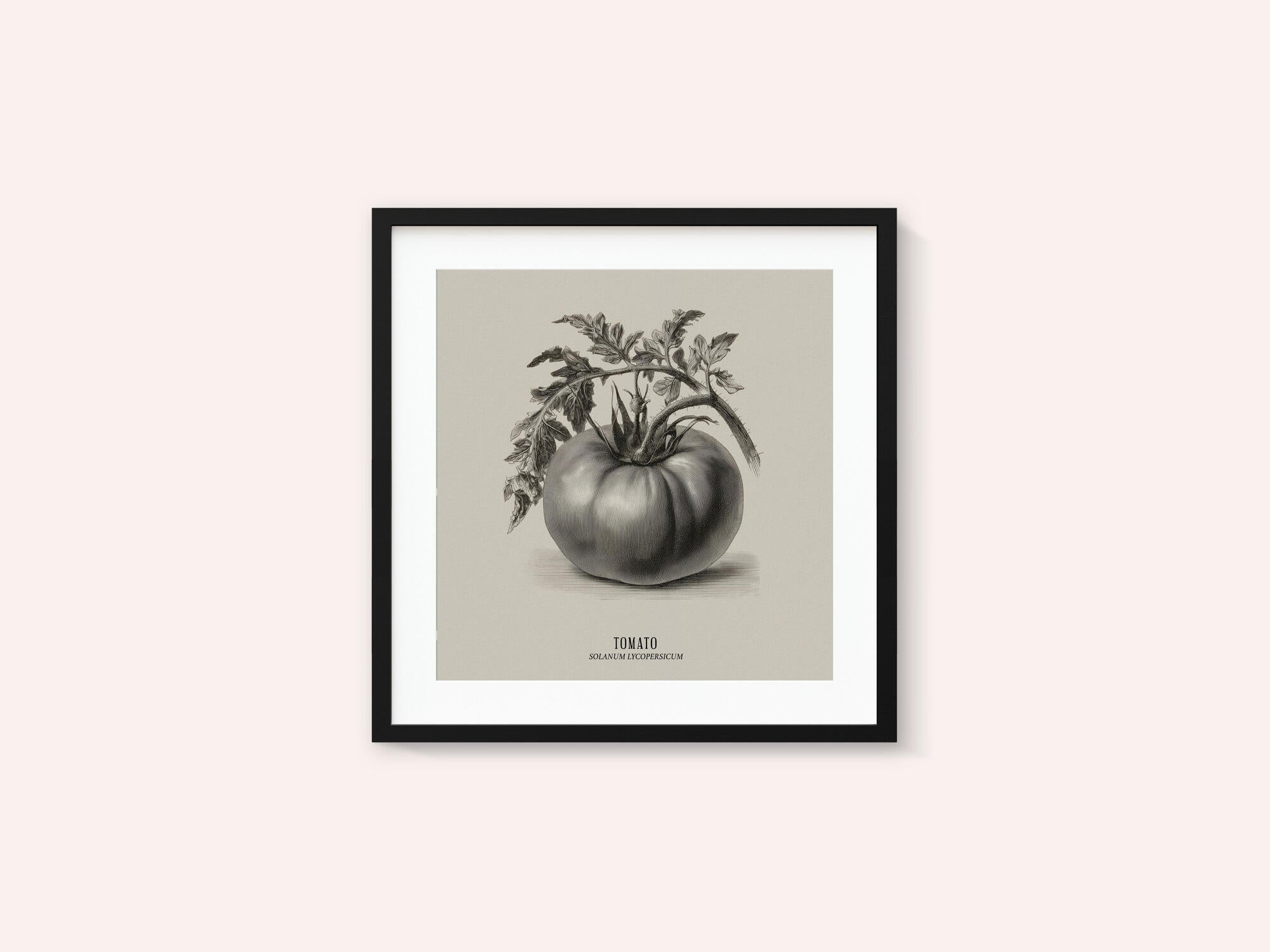 Vintage Vegetables - Tomato