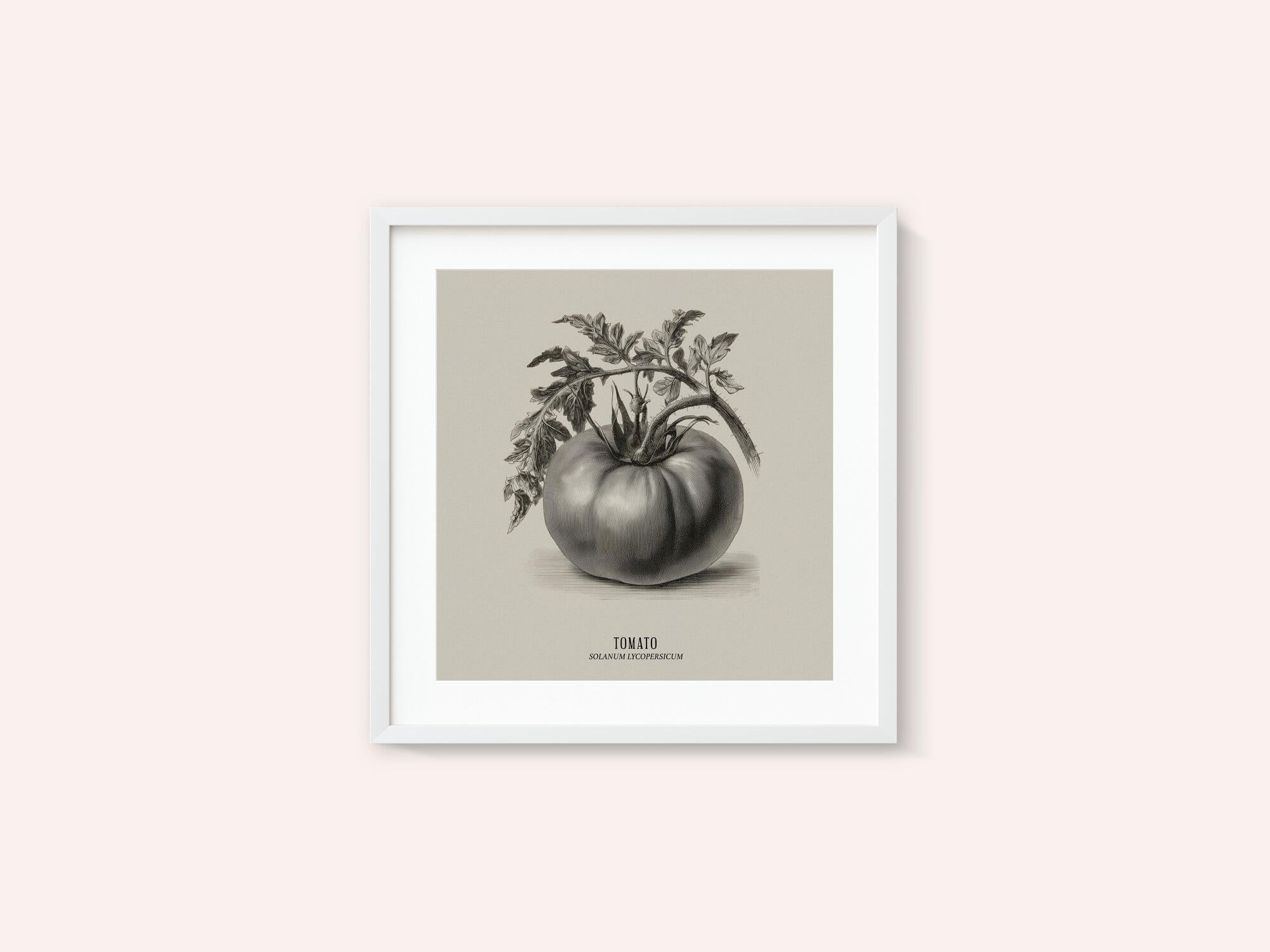 Vintage Vegetables - Tomato