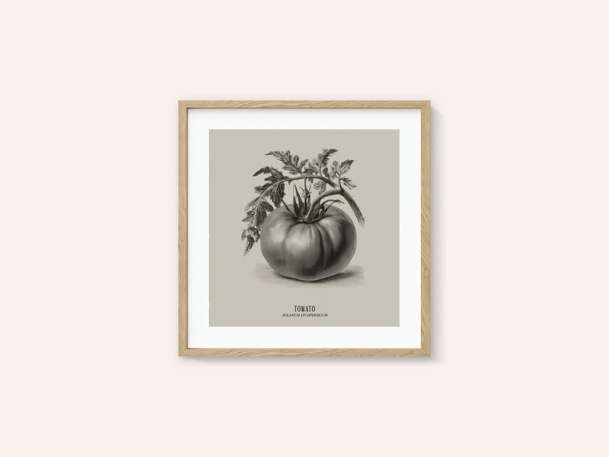 Vintage Vegetables - Tomato