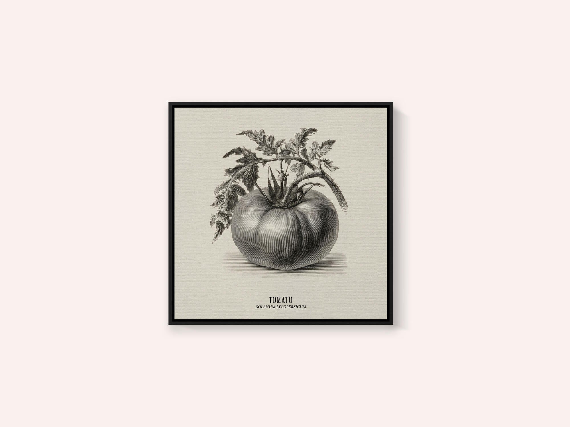 Vintage Vegetables - Tomato