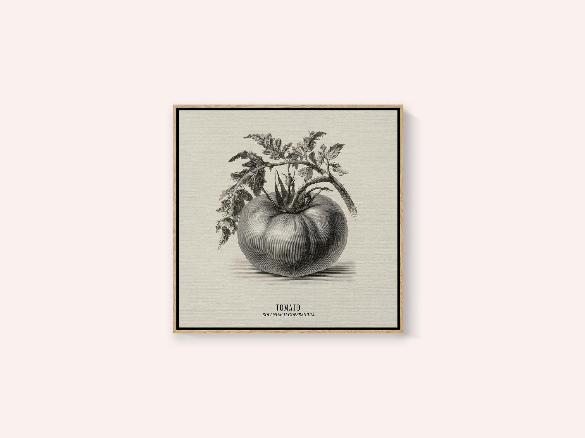 Vintage Vegetables - Tomato
