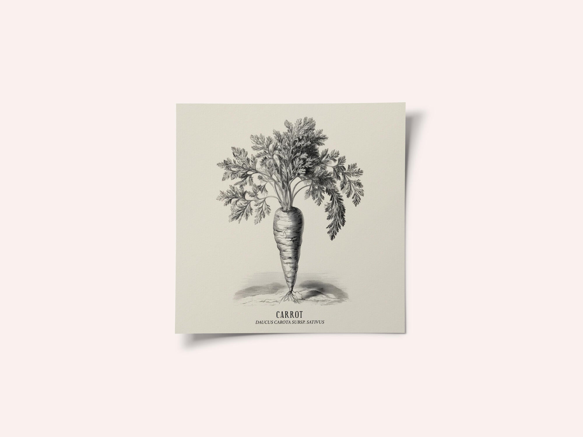 Vintage Vegetables - Carrot
