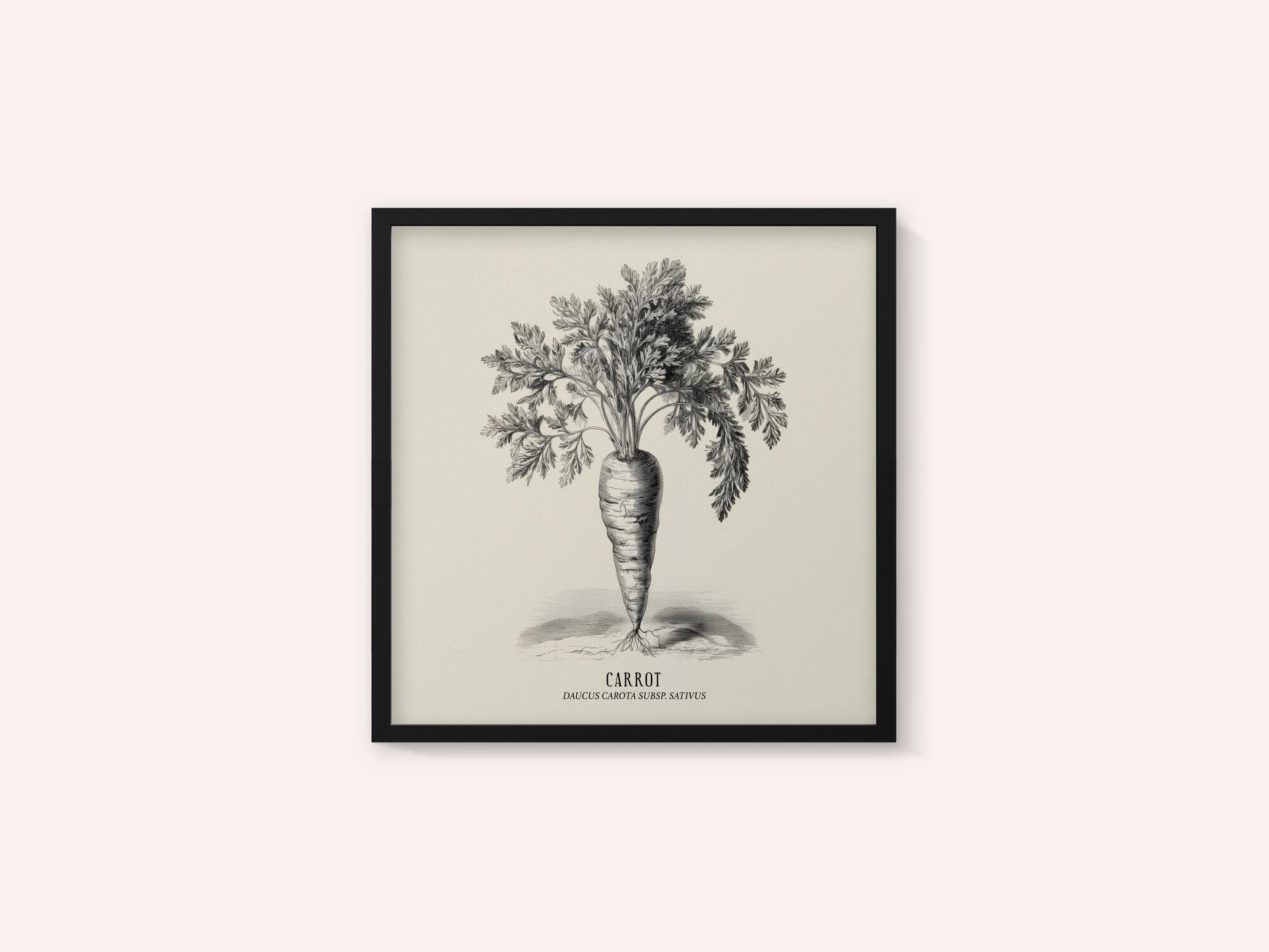 Vintage Vegetables - Carrot