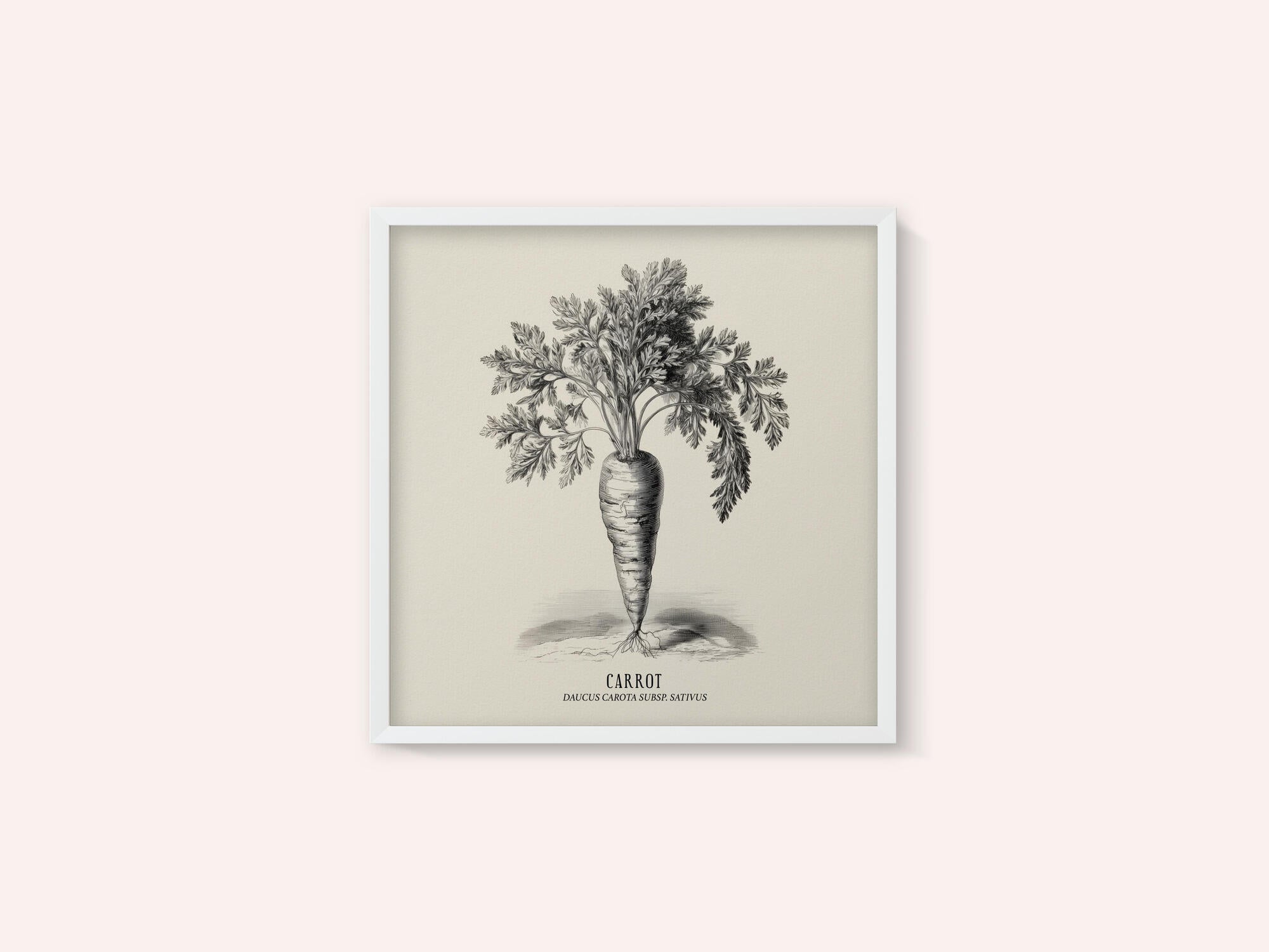 Vintage Vegetables - Carrot