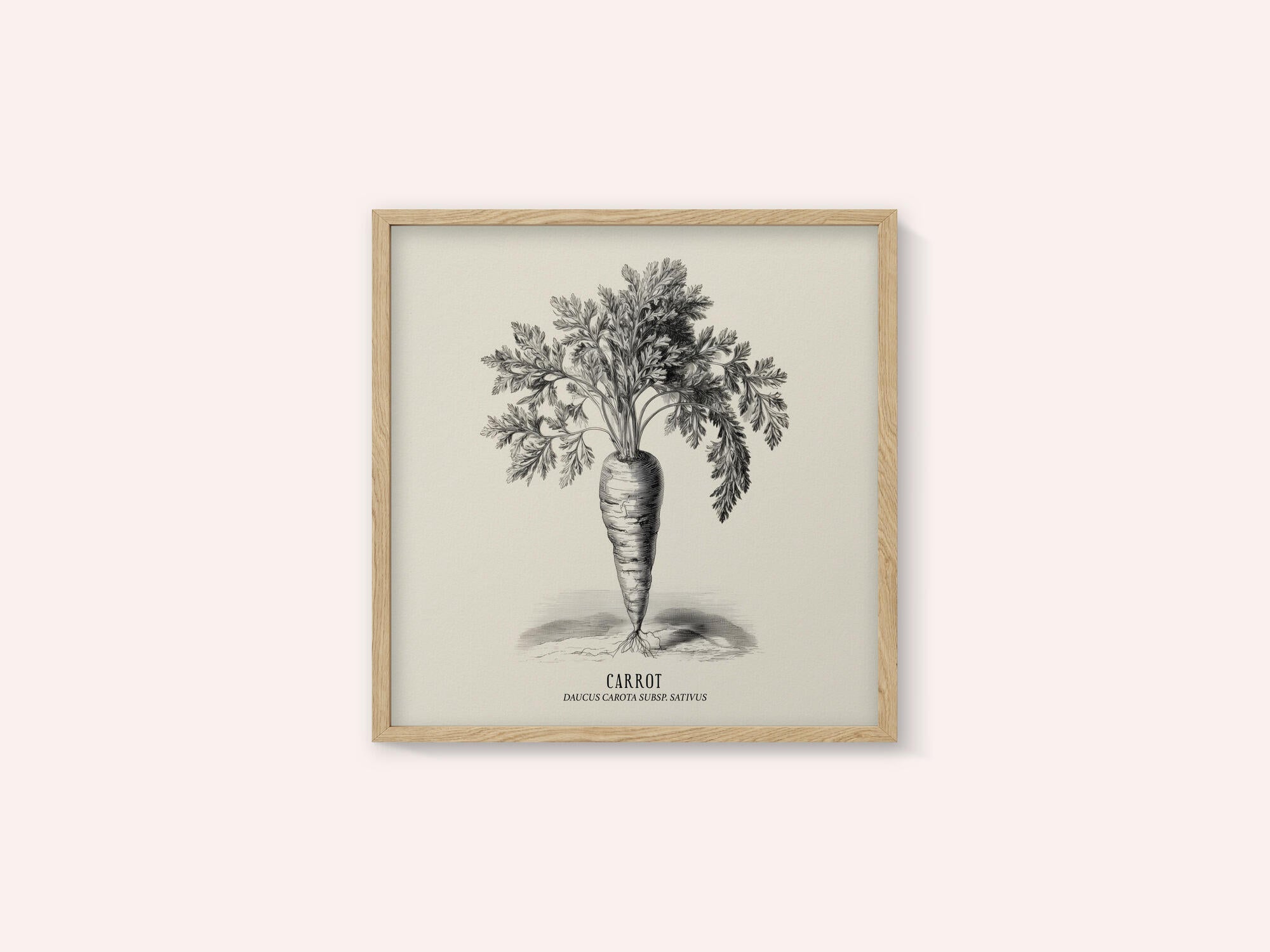 Vintage Vegetables - Carrot