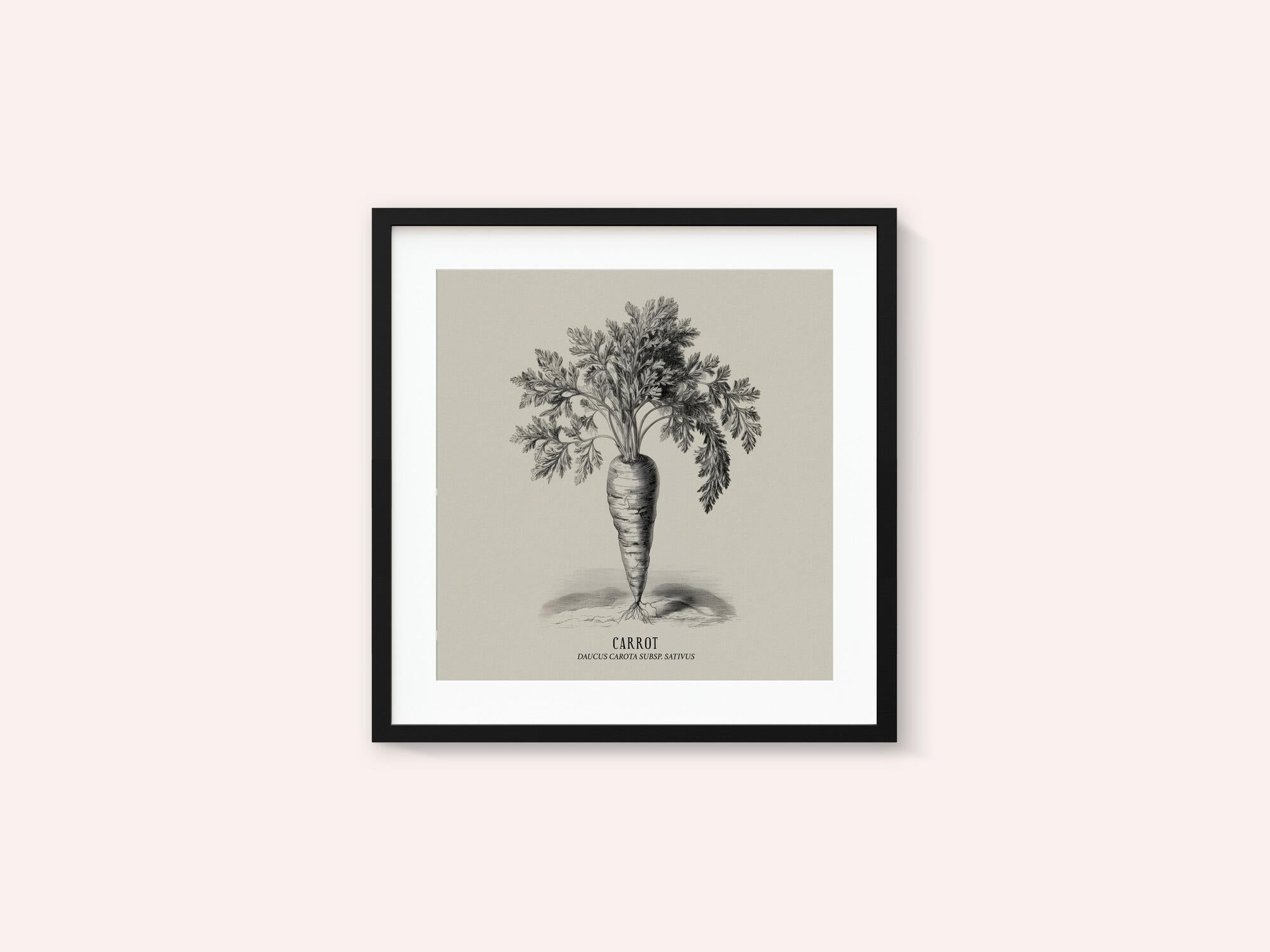 Vintage Vegetables - Carrot