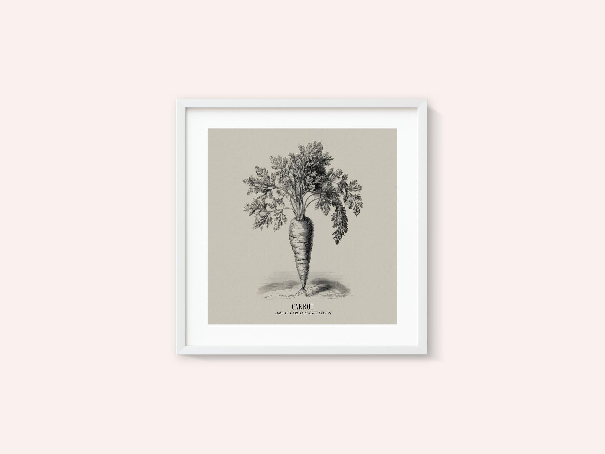 Vintage Vegetables - Carrot