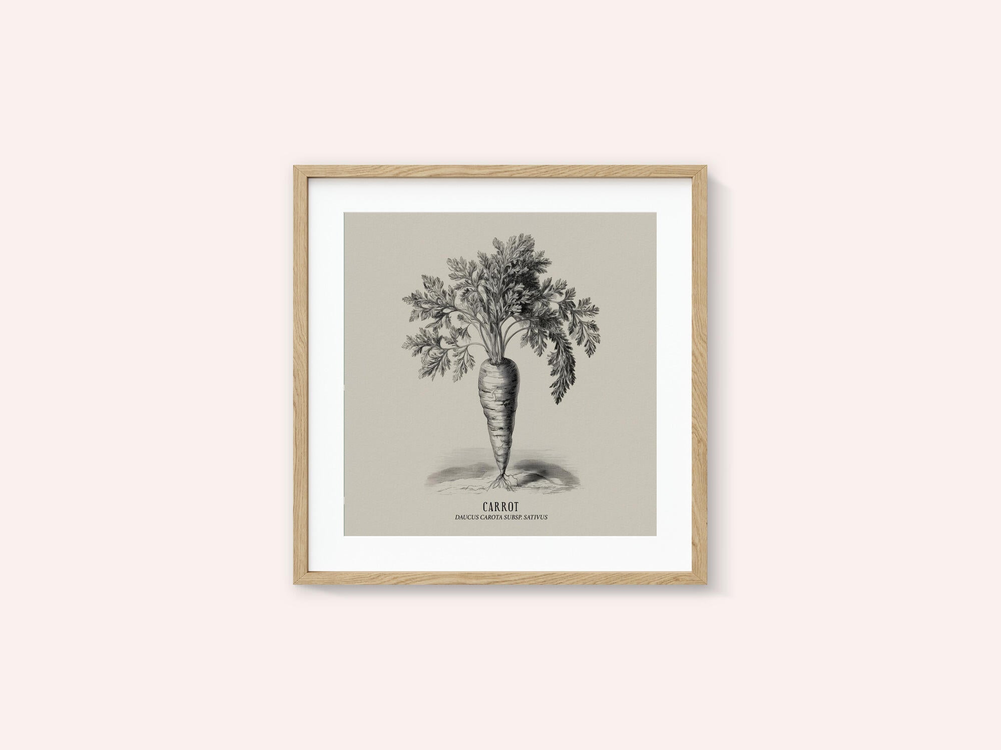 Vintage Vegetables - Carrot