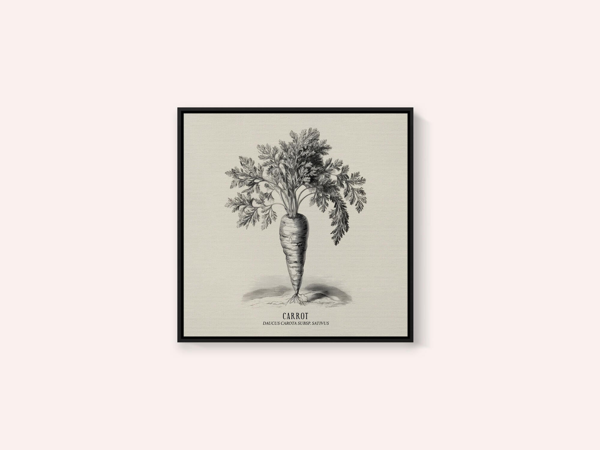 Vintage Vegetables - Carrot
