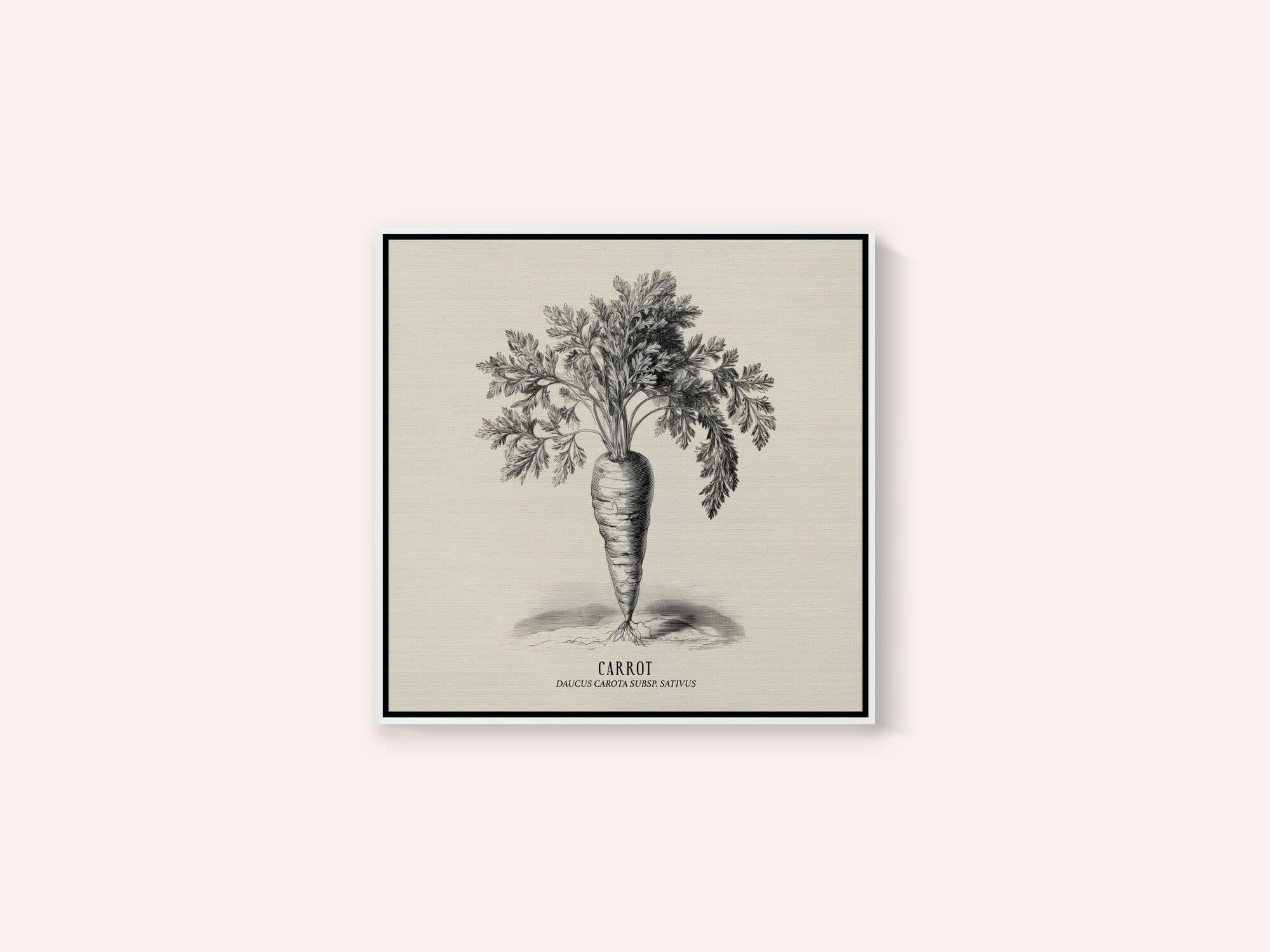 Vintage Vegetables - Carrot