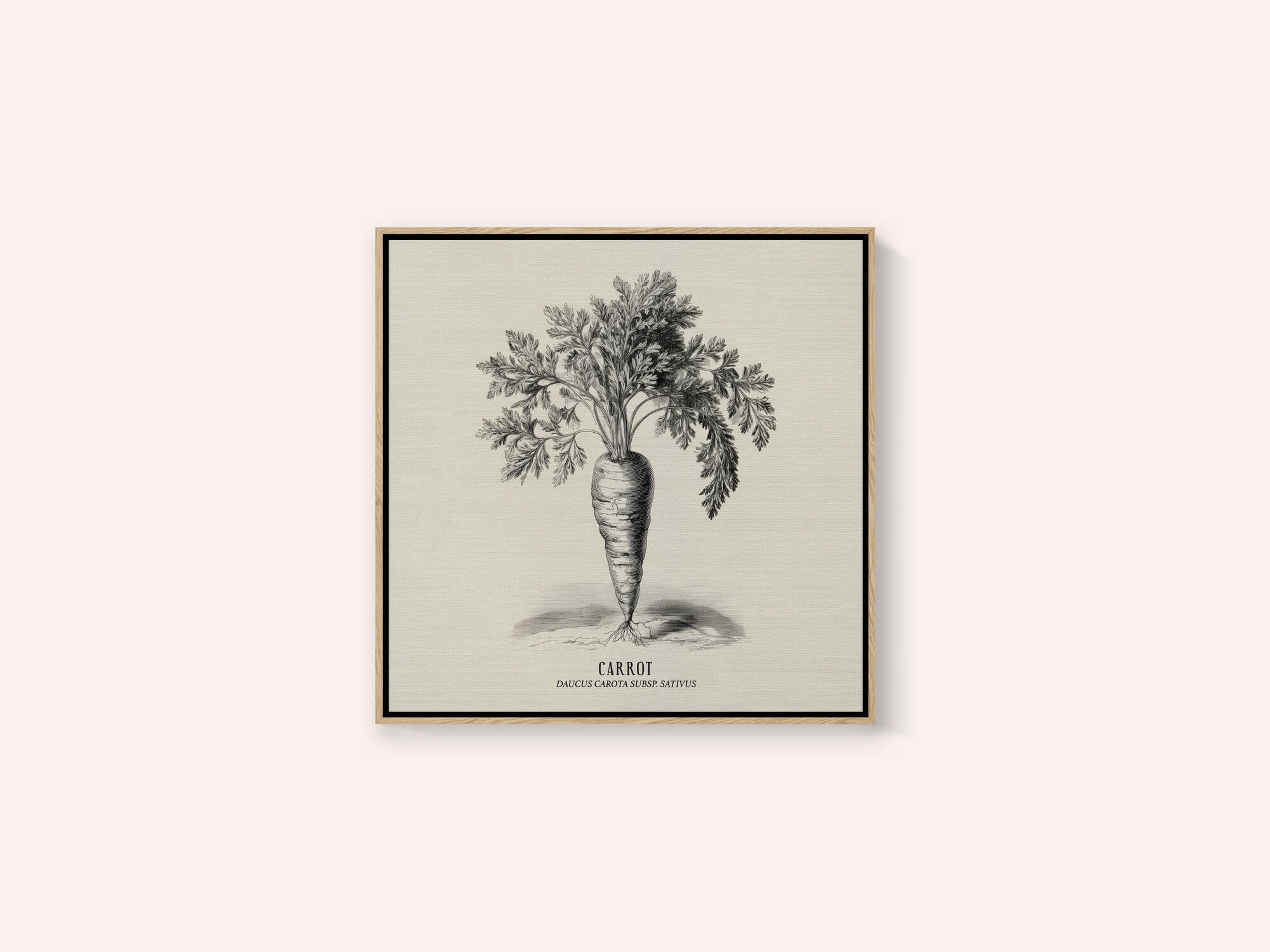 Vintage Vegetables - Carrot