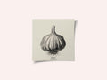 Vintage Vegetables - Garlic
