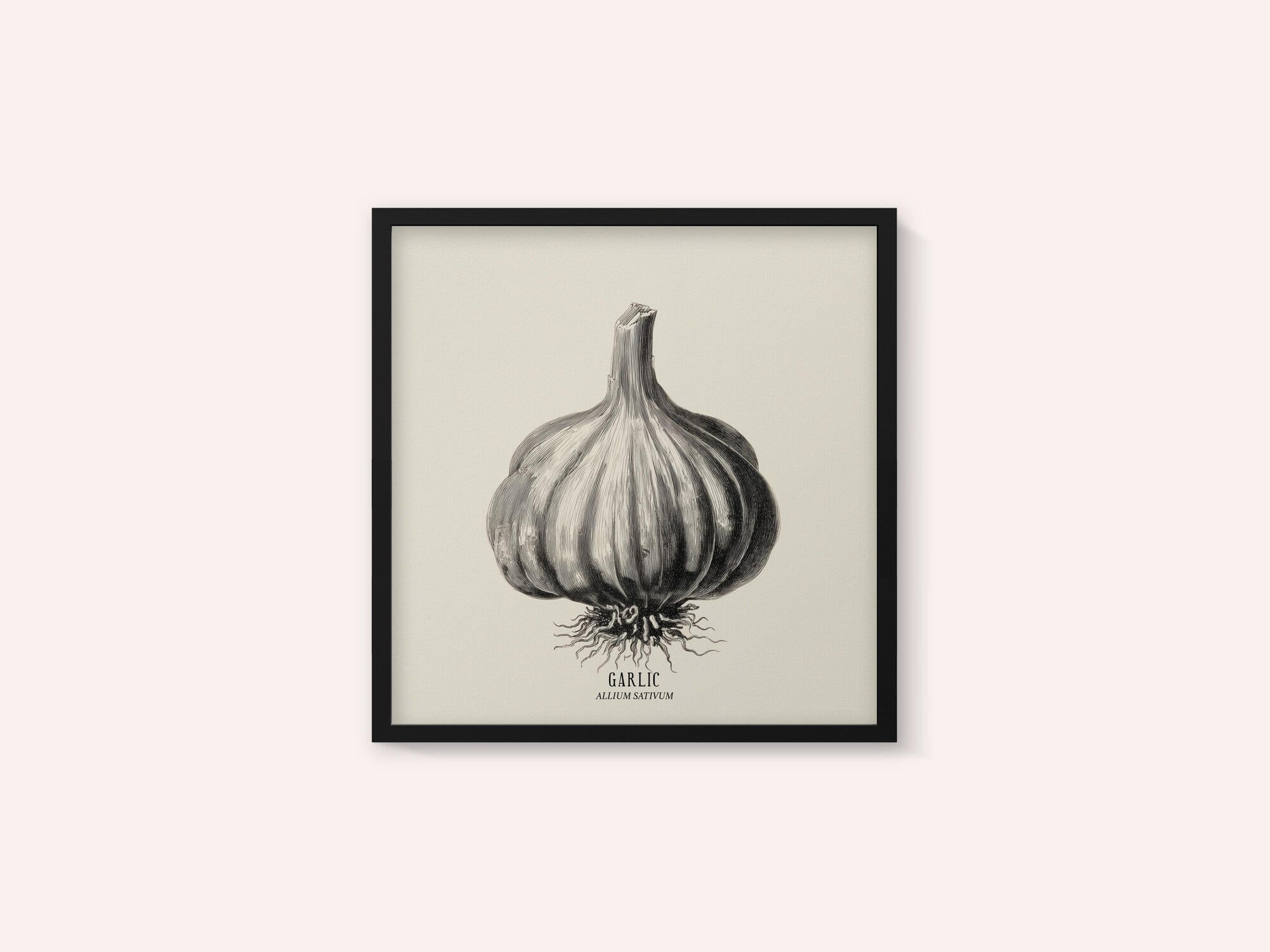 Vintage Vegetables - Garlic