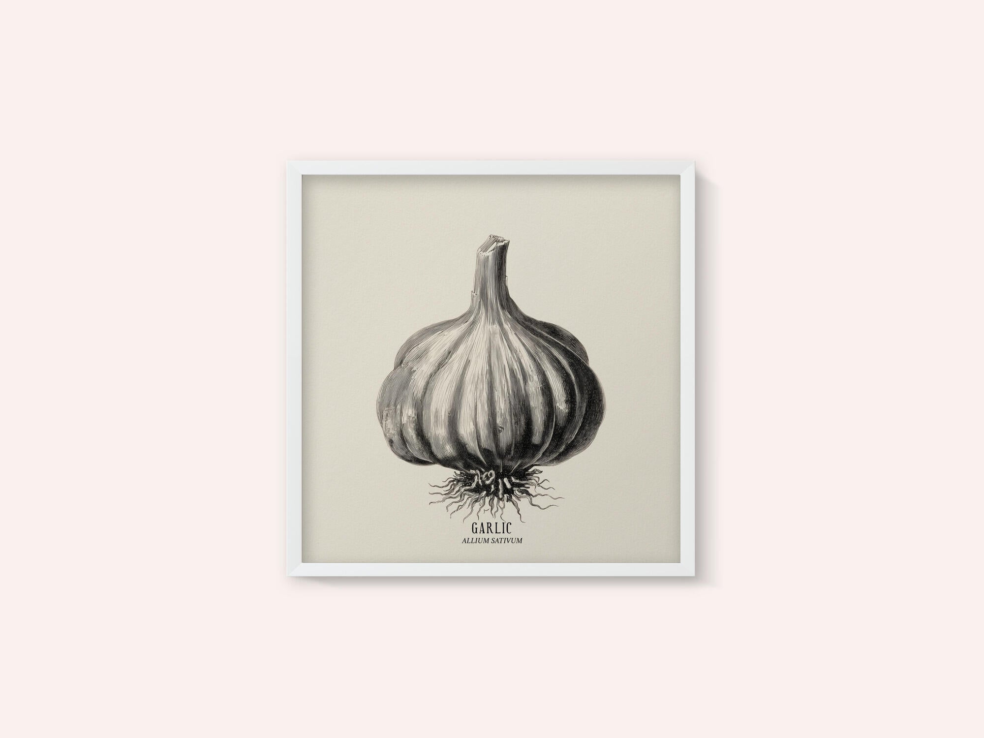 Vintage Vegetables - Garlic