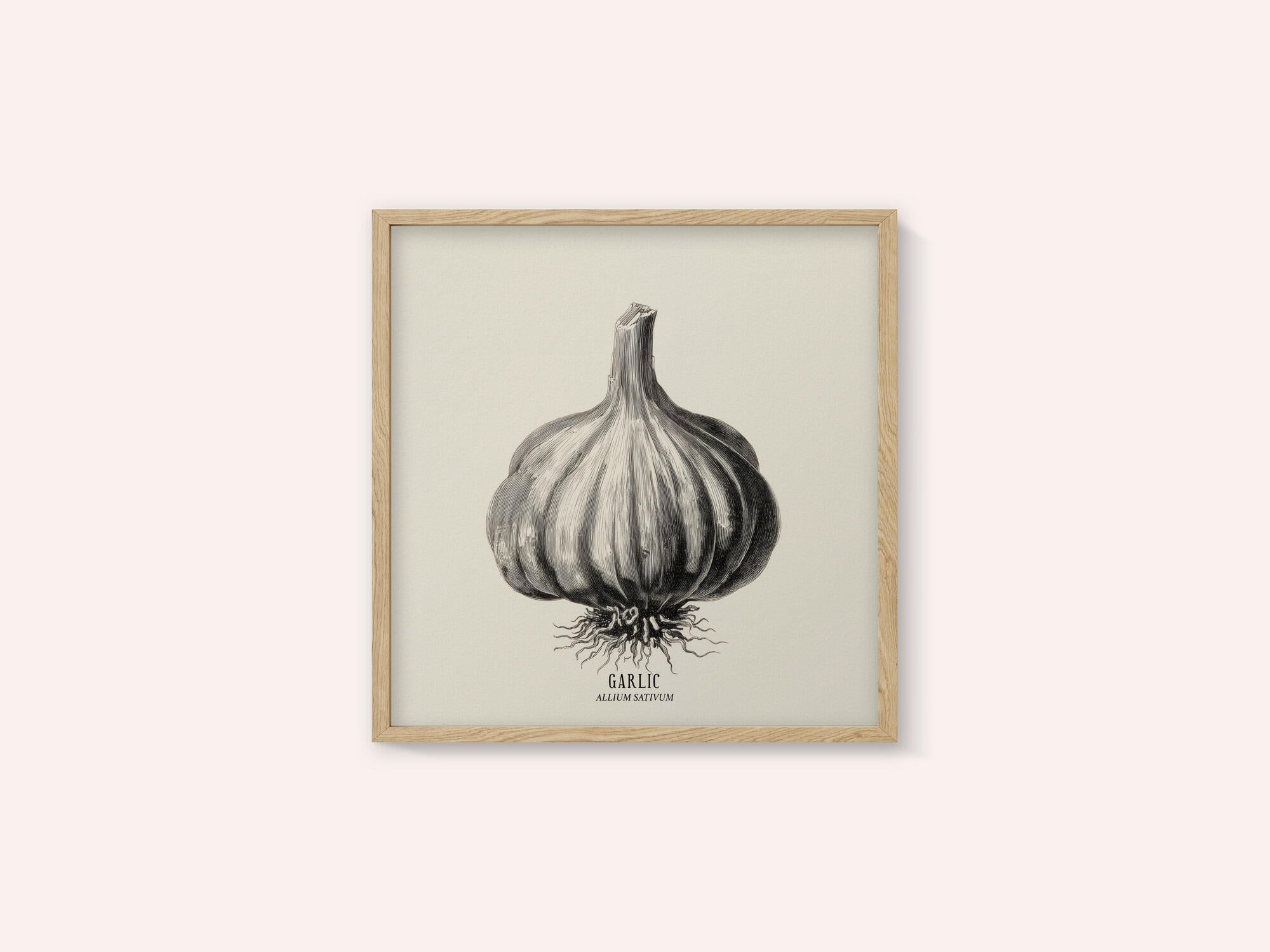 Vintage Vegetables - Garlic