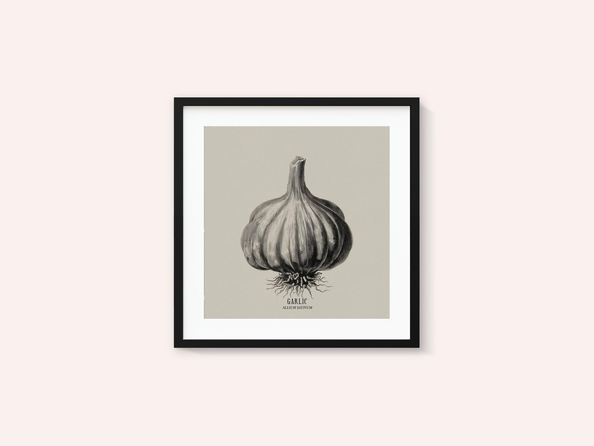 Vintage Vegetables - Garlic