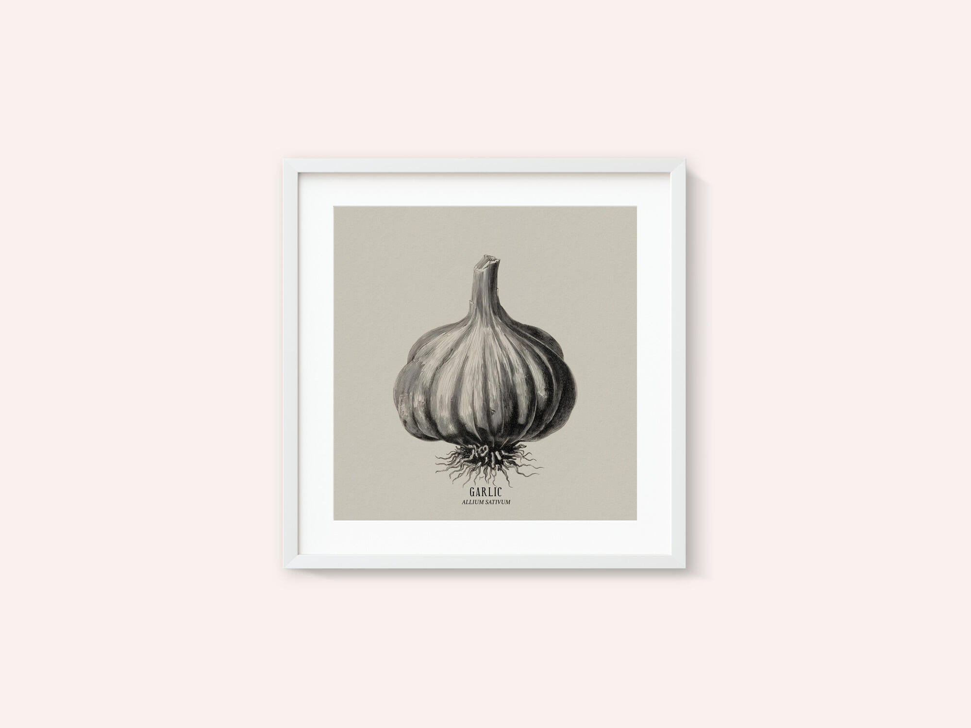 Vintage Vegetables - Garlic