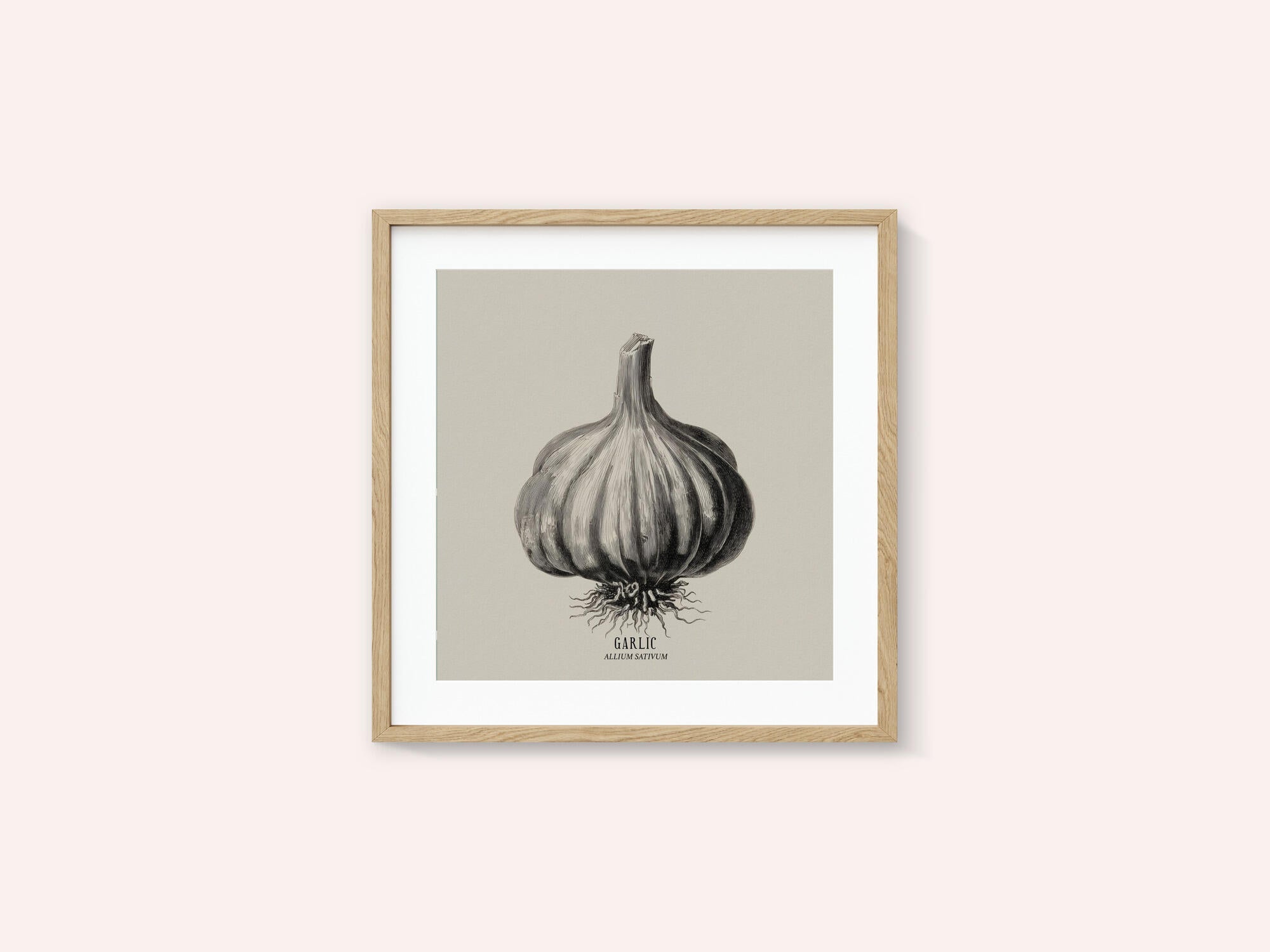 Vintage Vegetables - Garlic