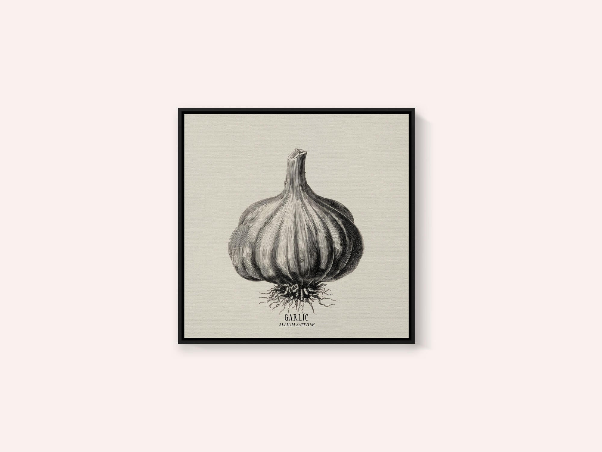 Vintage Vegetables - Garlic